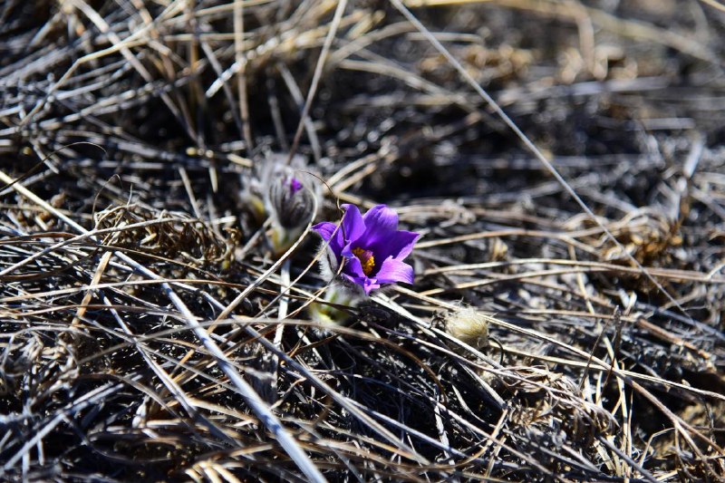 Поход по Чарским пескам — настоящая пустыня в Забайкалье (17/17)