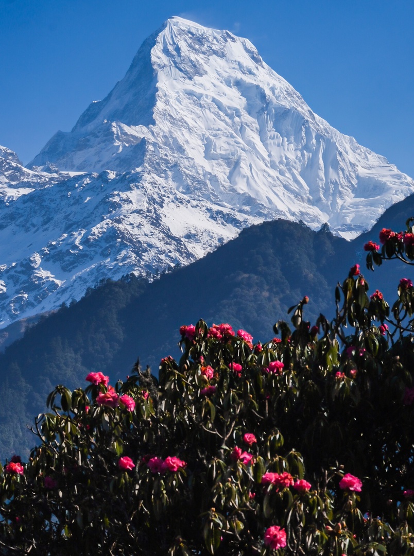 Атмосферный тур по Гималаям: Святилище Аннапурны + гора Пун-Хилл (2/10)