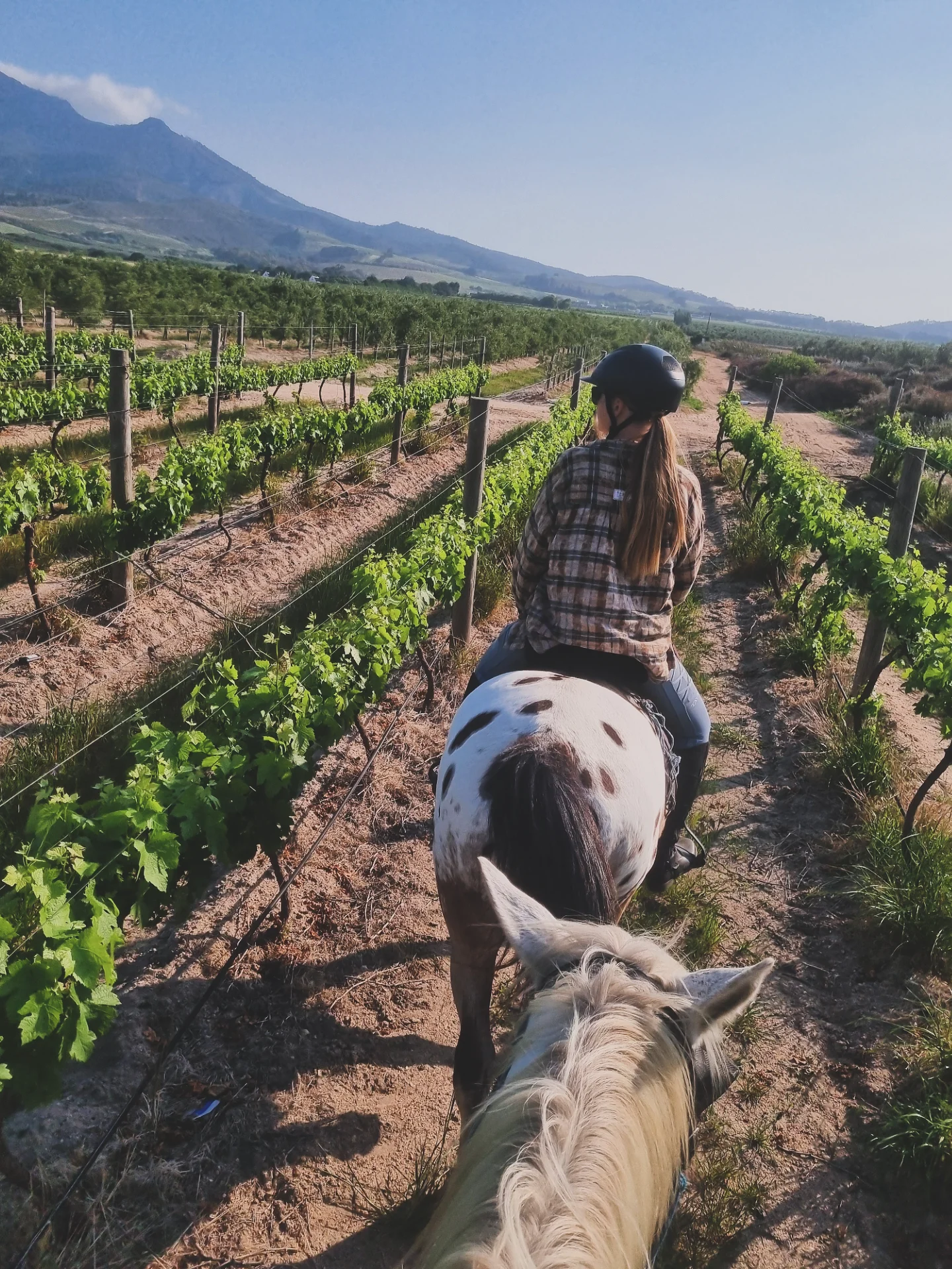 Индивидуальный Конный Тур в Кейптауне