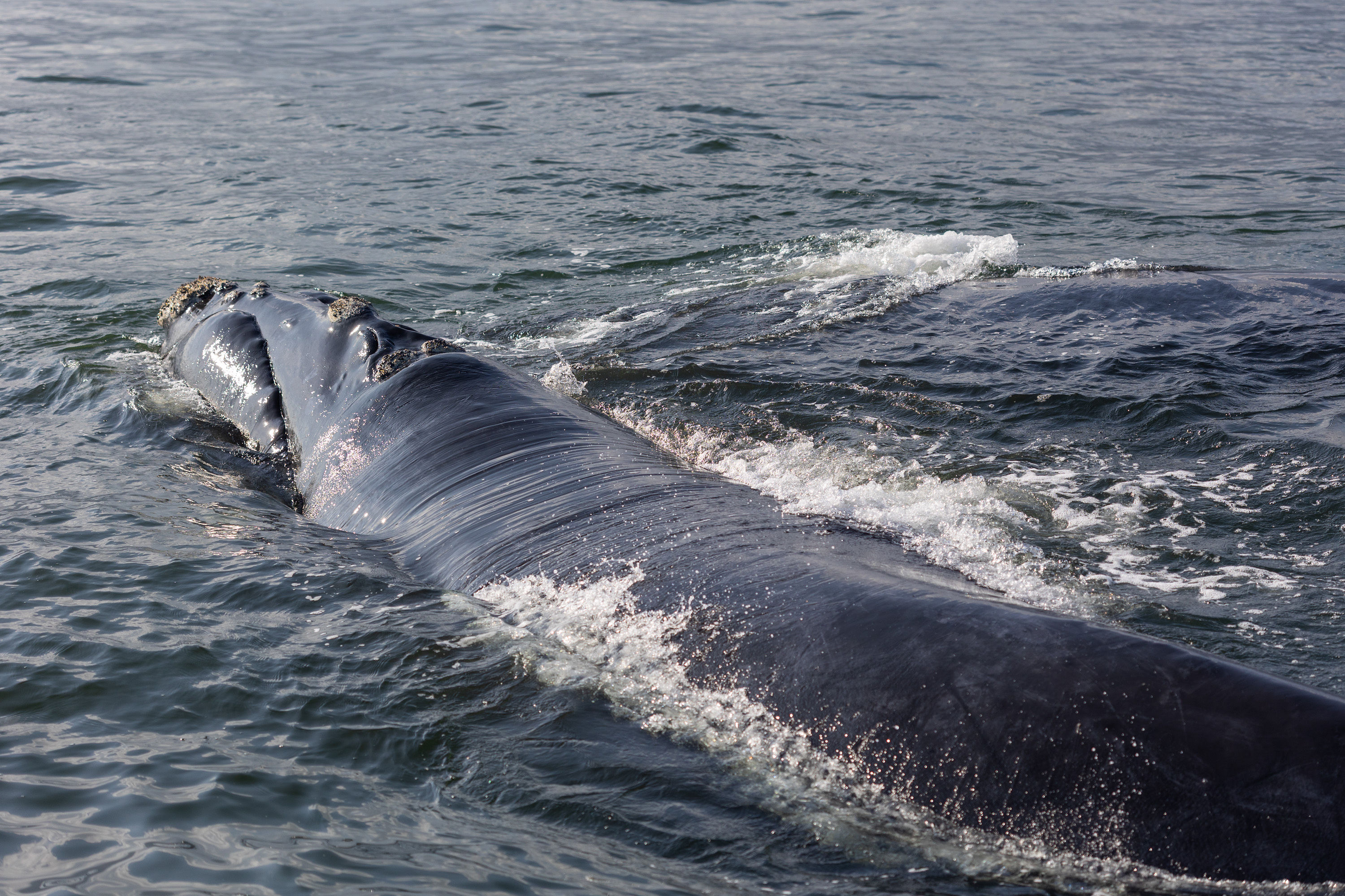Индивидуальный Конный Тур в Кейптауне (18/37)