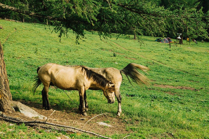 Алтай — поход к горе Белуха по Ороктойской тропе (9/24)