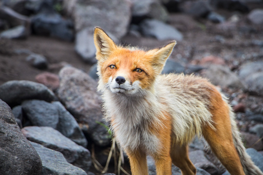 Камчатка: поход по парку Налычево с восхождением на 2 вулкана (7/29)