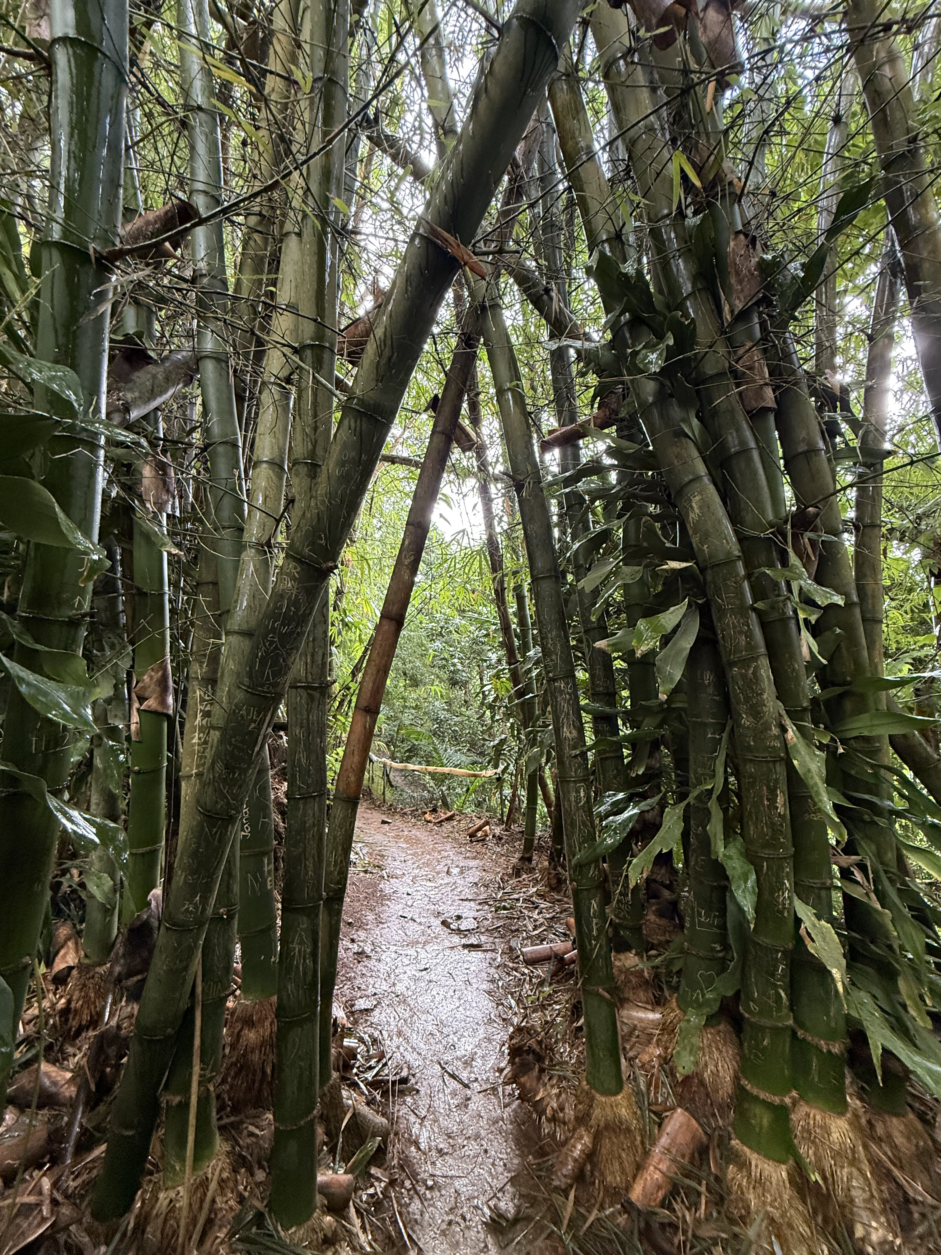 Маврикий - остров, который откроет тебе тебя (13/16)