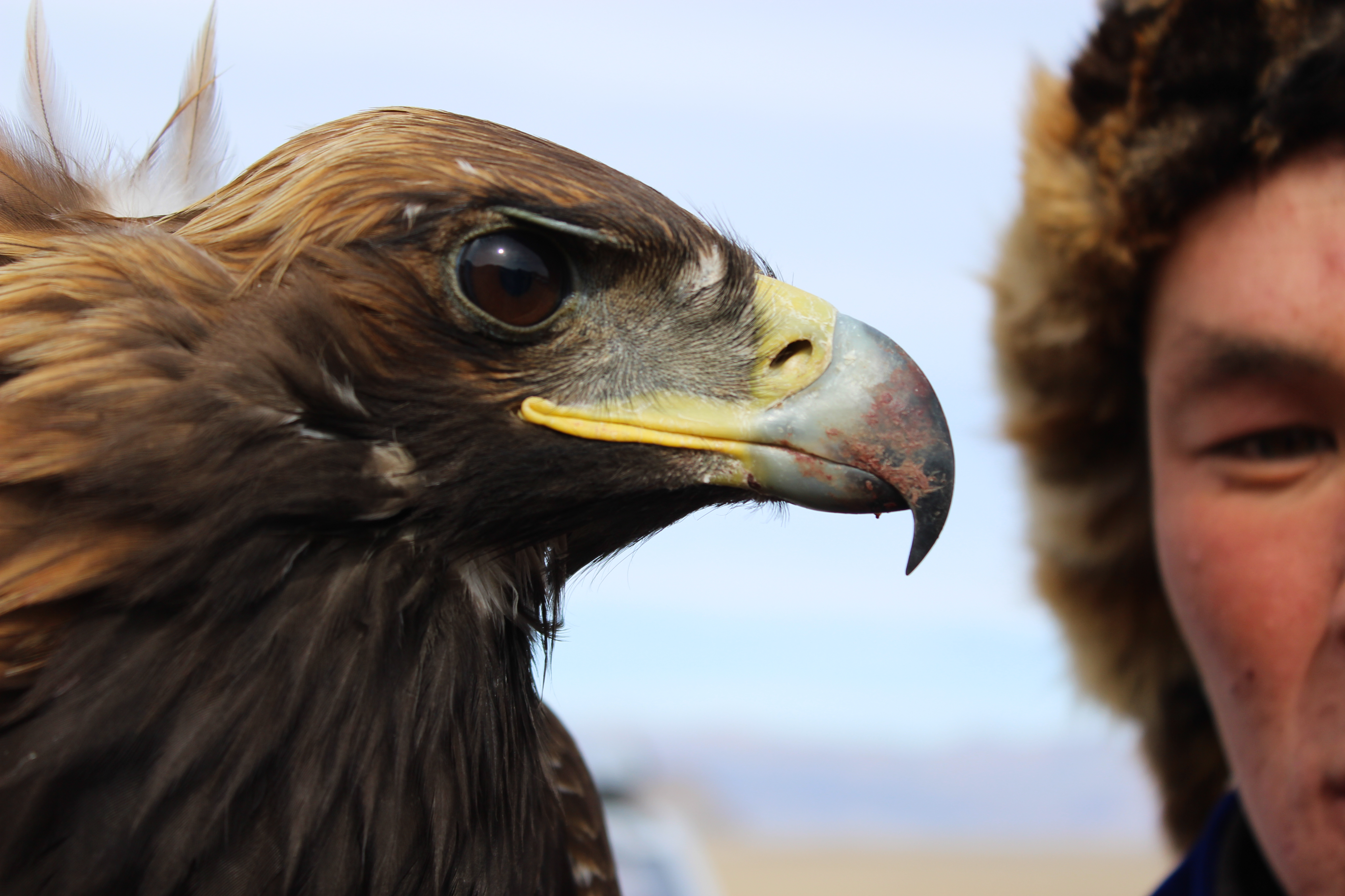Монголия: охотники ветра.