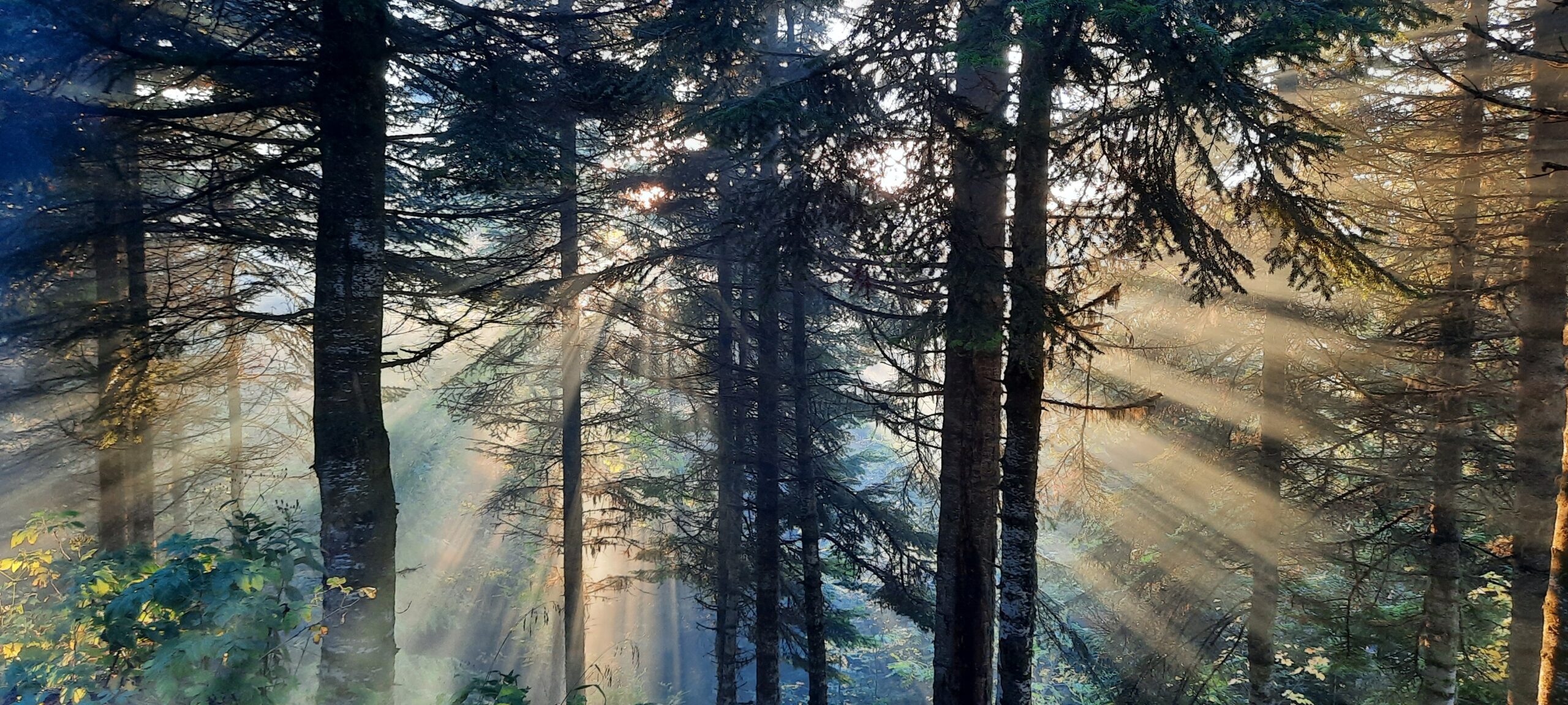 Цветущий Кавказ — поход на гору Большой Тхач (12/18)