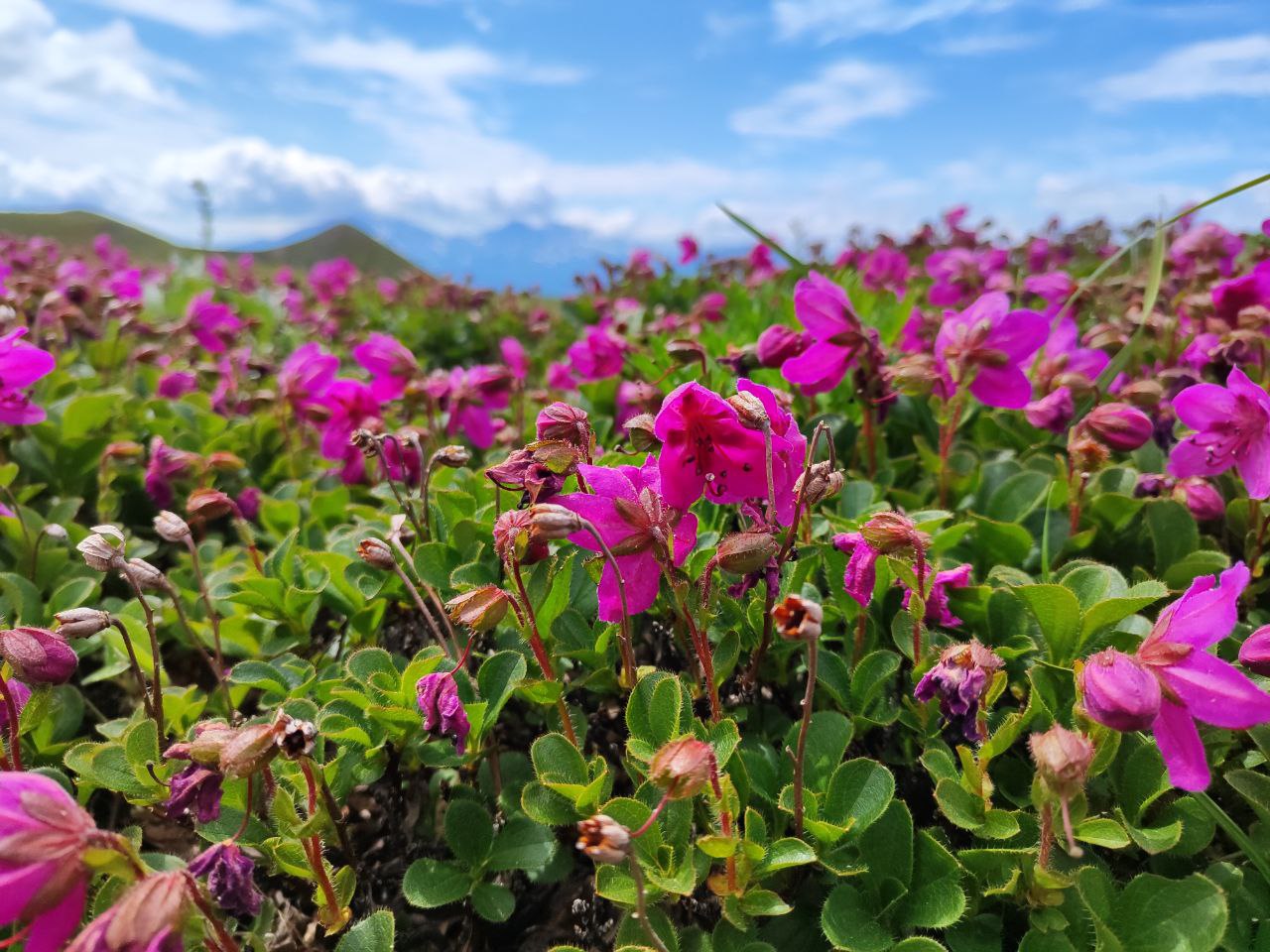 Камчатка: поход по парку Налычево с восхождением на 2 вулкана (12/29)