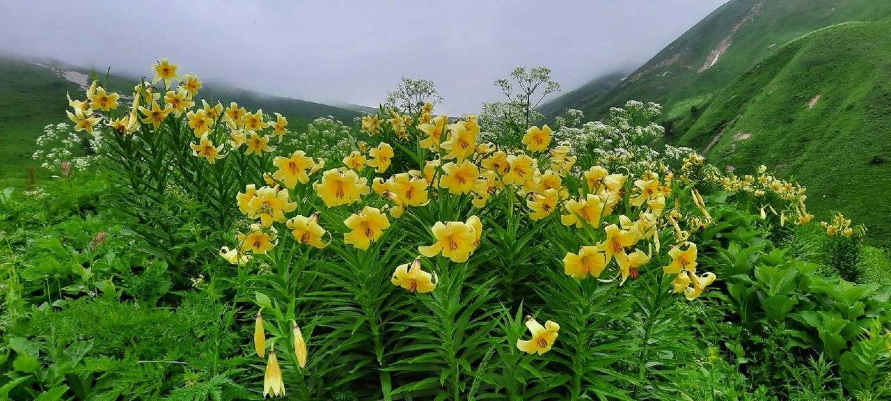 Цветущий Кавказ — поход на гору Большой Тхач (18/18)