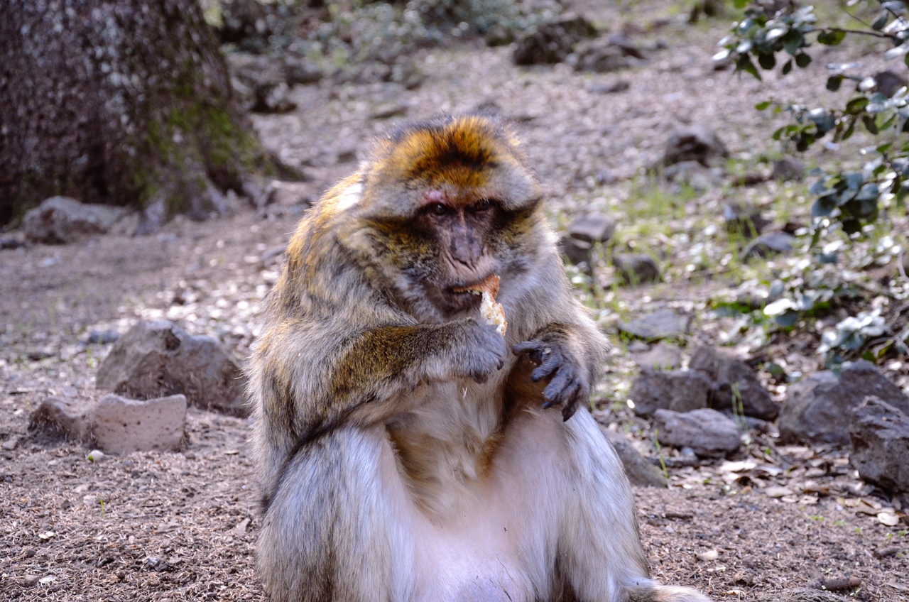 Новый год в Марокко: голубой город, океан и пустыня Сахара (24/27)