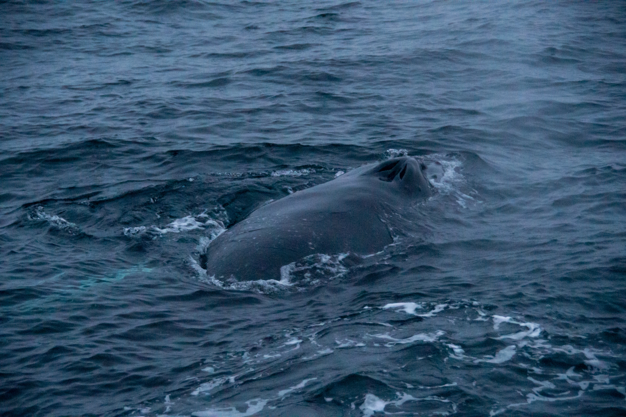 Териберка, Баренцево море и снегоходы вместе с фотографом (23/114)