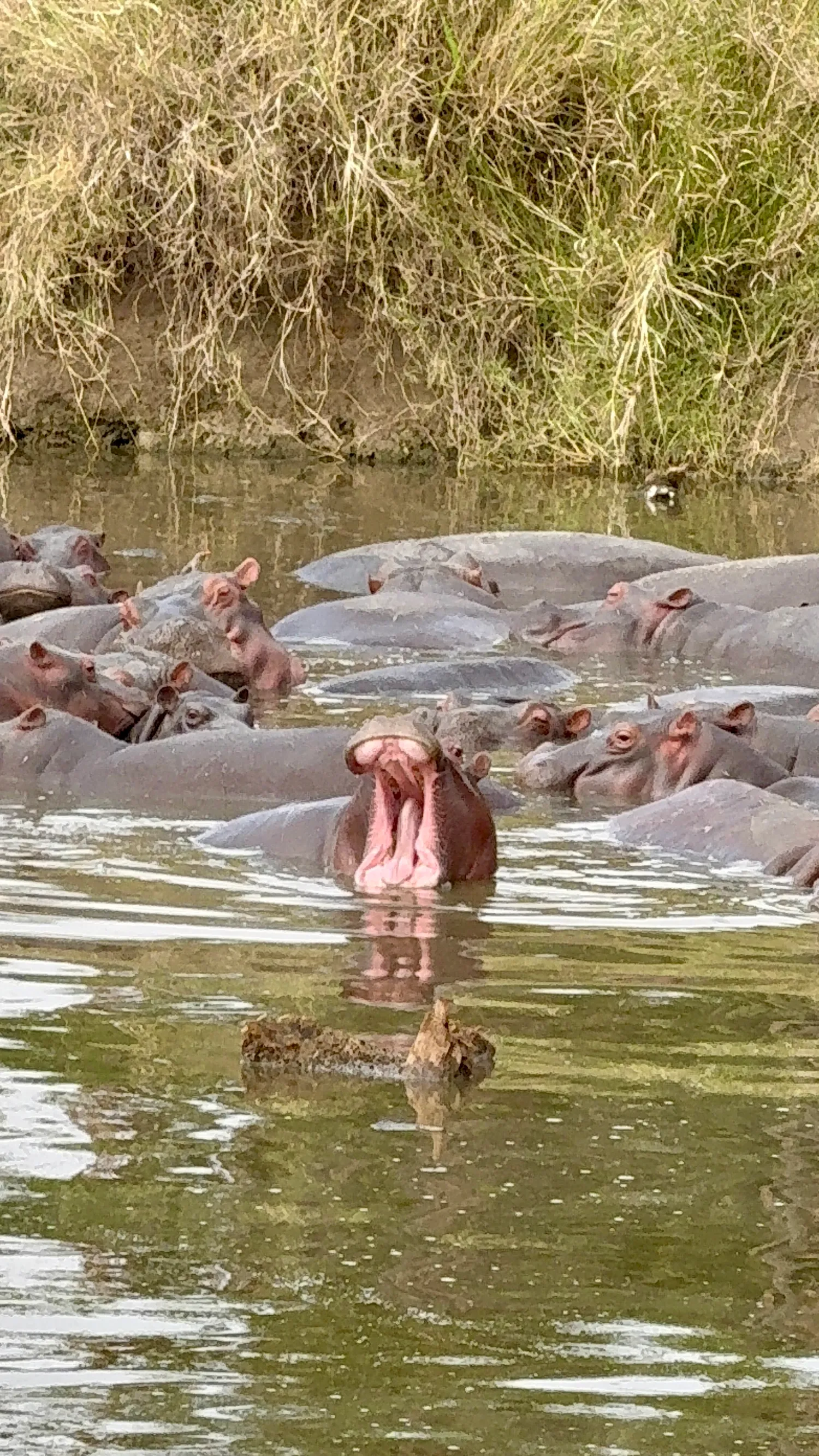 Приватное сафари 4 дня для двоих или семьи: Большая пятёрка и топ-парки Танзании (38/53)