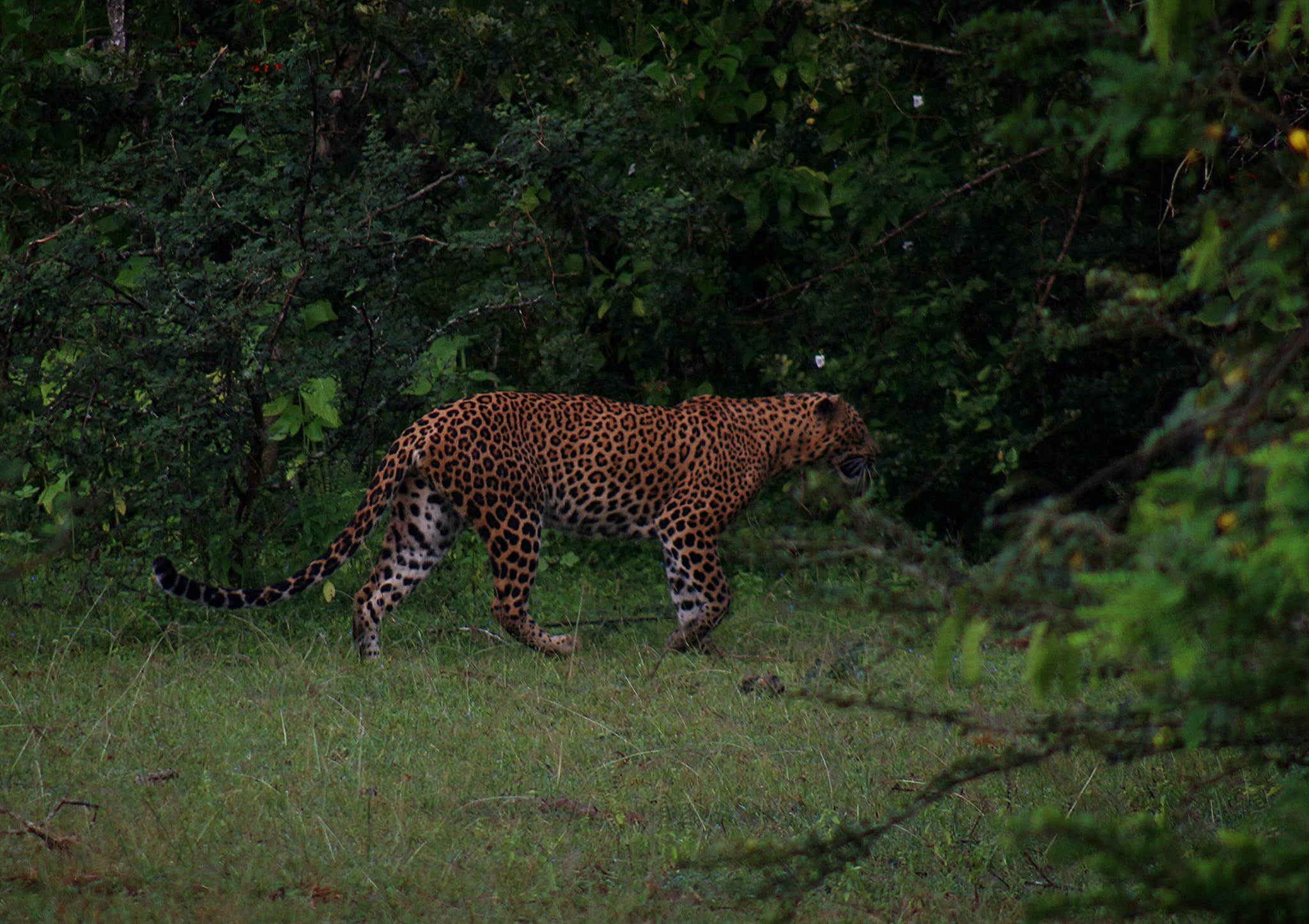 Тур на Шри-Ланку — в сердце Цейлона (4/22)