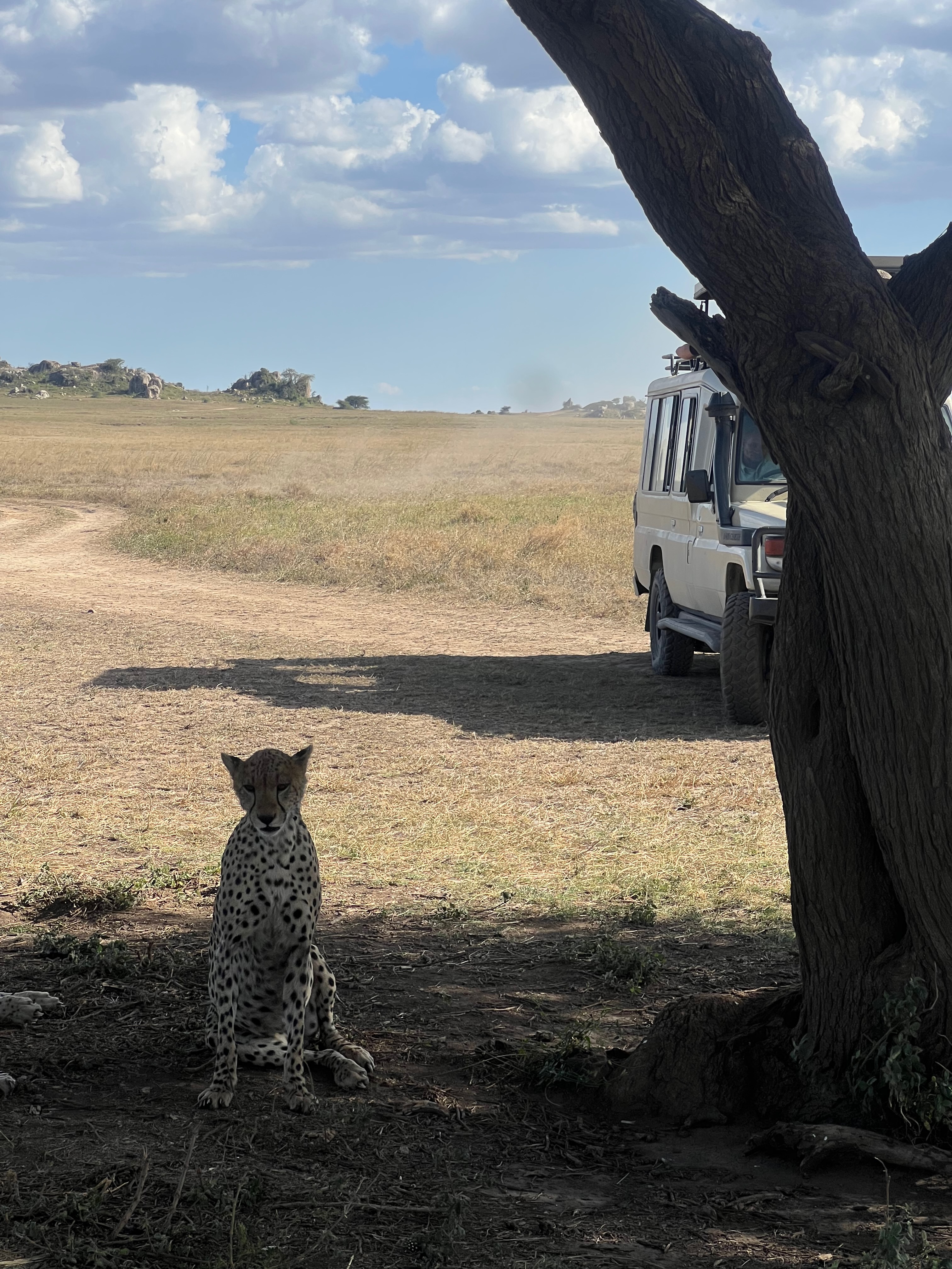 Приватное сафари 4 дня для двоих или семьи: Большая пятёрка и топ-парки Танзании (12/53)