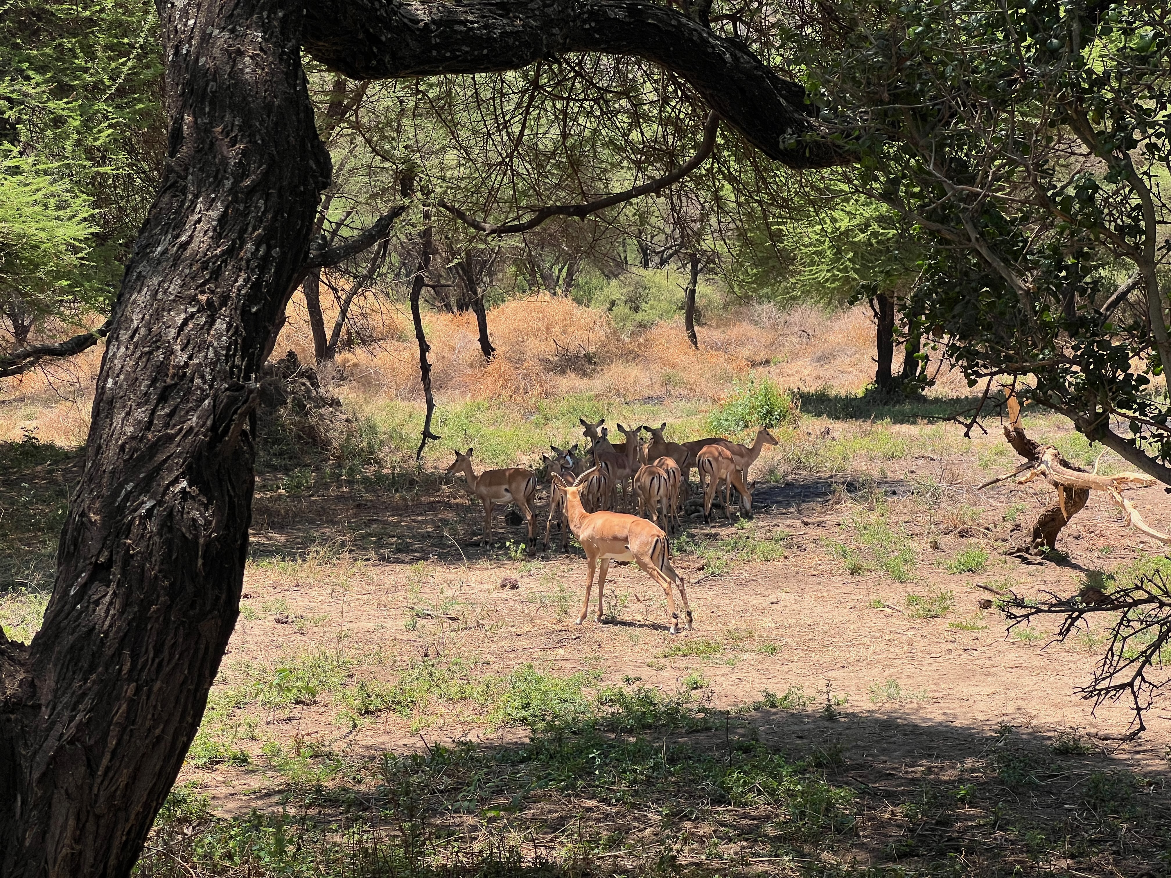 Приватное сафари 4 дня для двоих или семьи: Большая пятёрка и топ-парки Танзании (34/53)