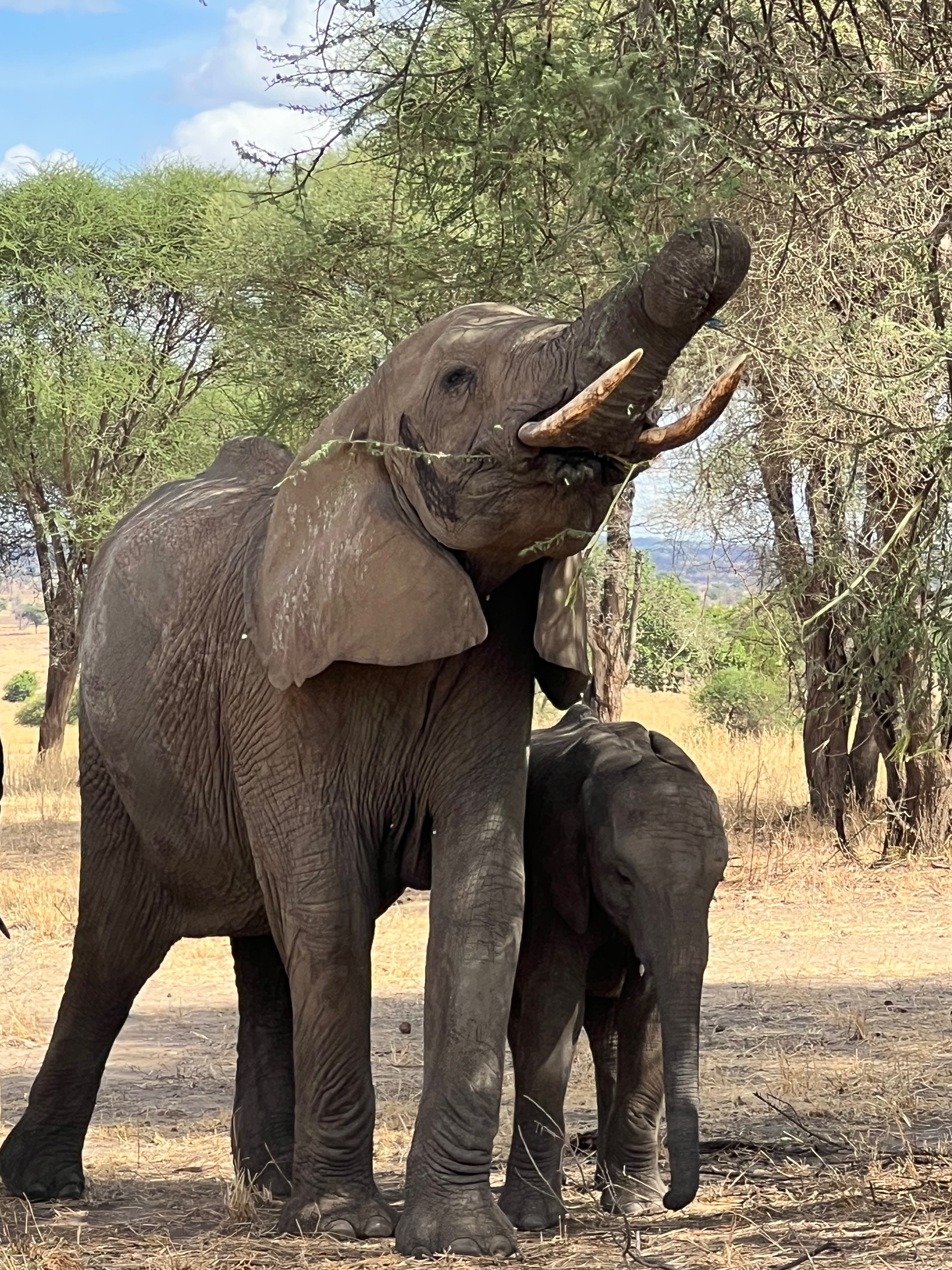 Приватное сафари 4 дня для двоих или семьи: Большая пятёрка и топ-парки Танзании (23/53)