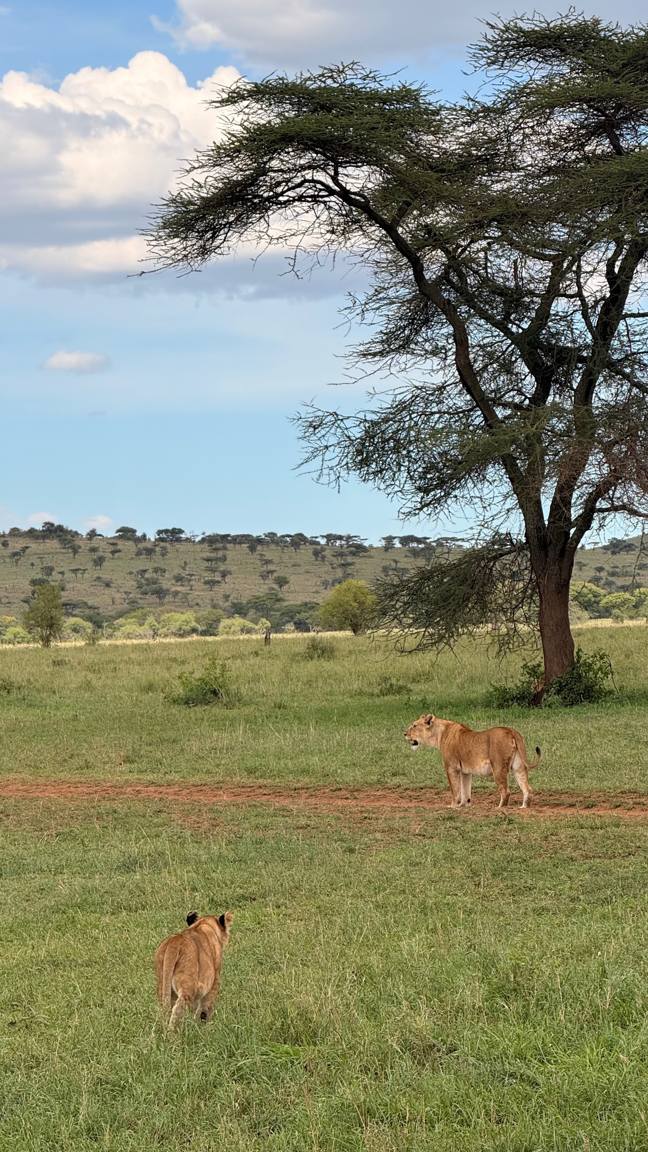 Приватное сафари 4 дня для двоих или семьи: Большая пятёрка и топ-парки Танзании (11/53)