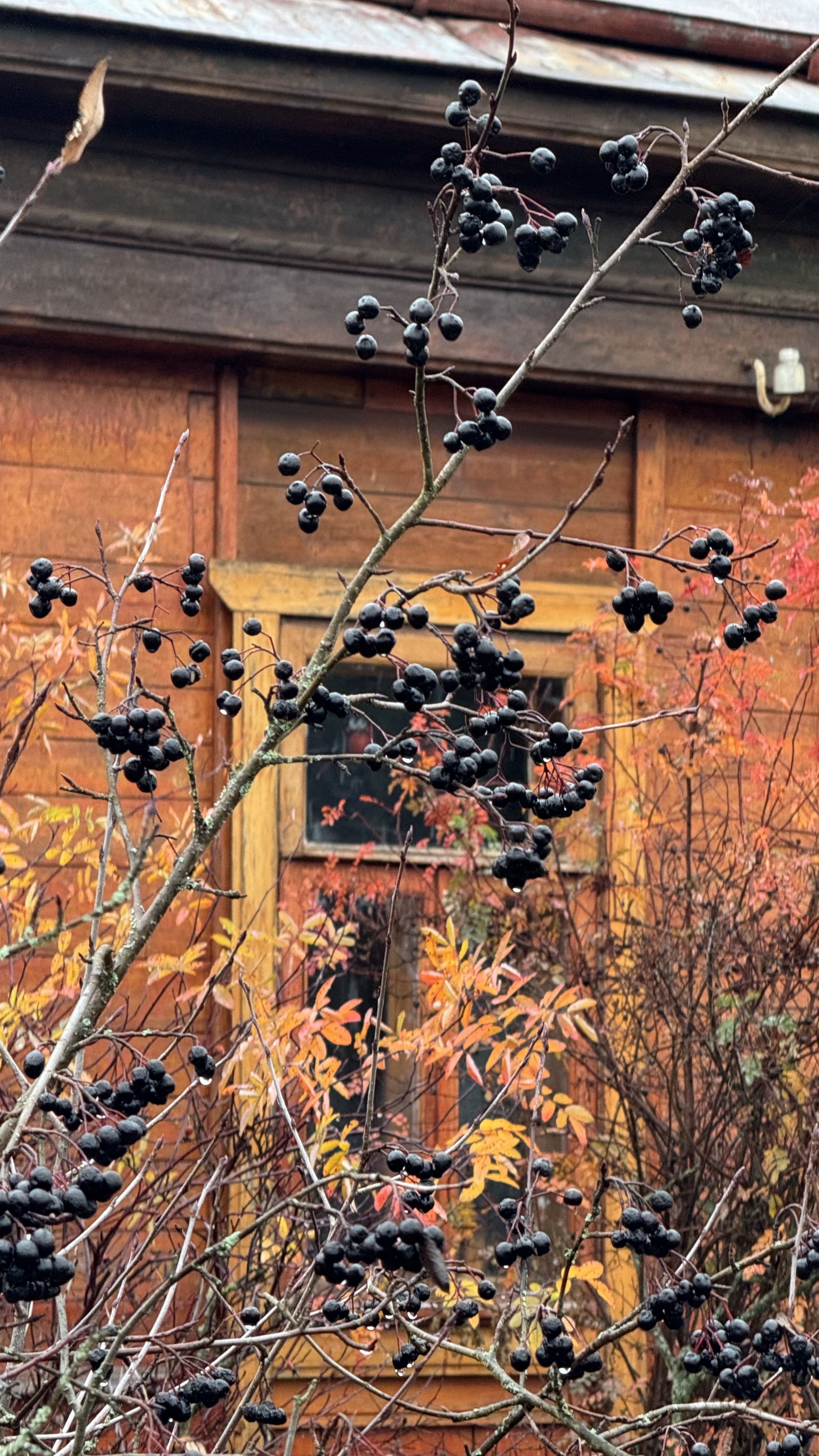 Талеж и Чеховские места с экскурсией в усадьбу, Чехов (10/21)