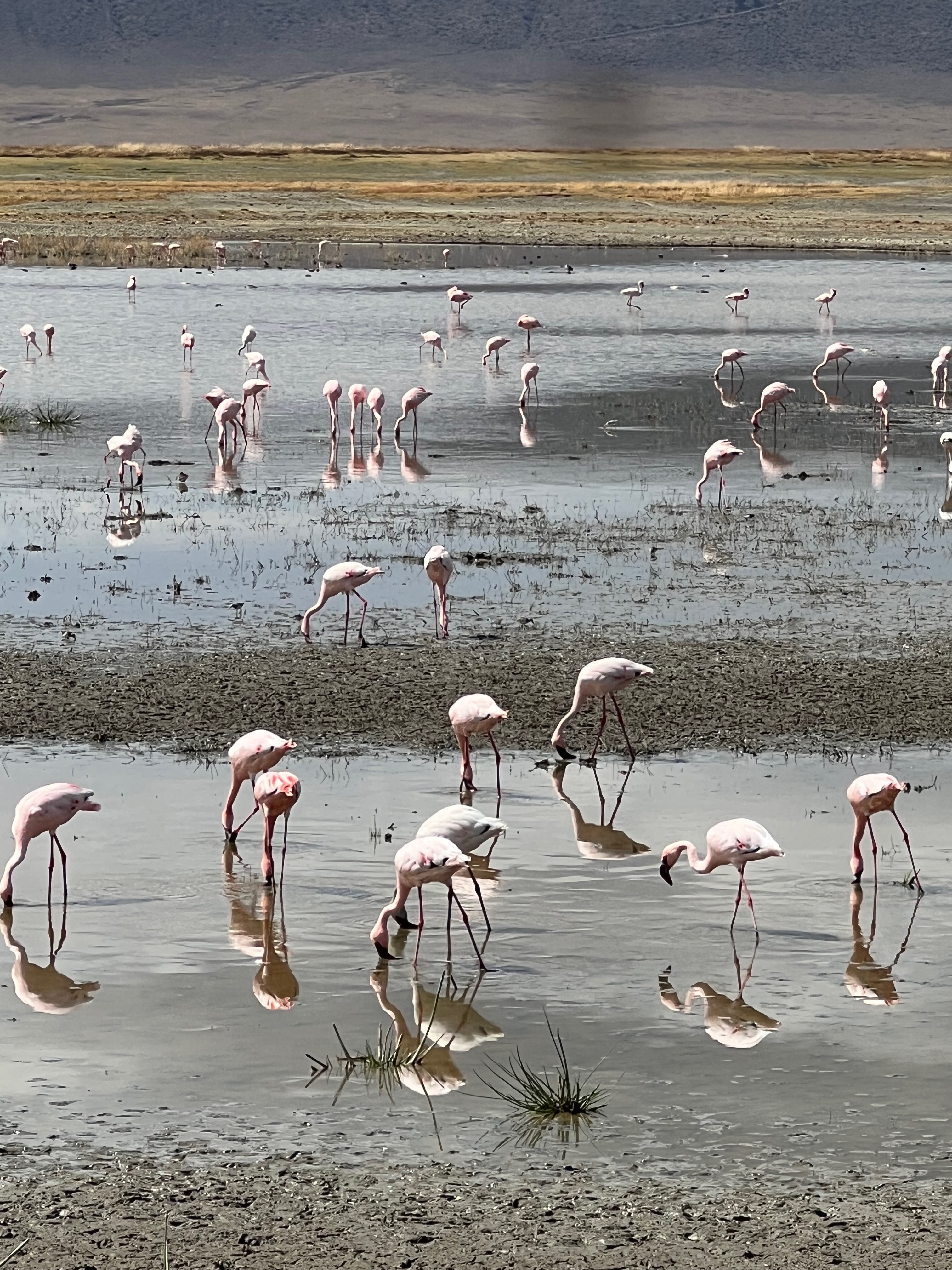 Приватное сафари 4 дня для двоих или семьи: Большая пятёрка и топ-парки Танзании (7/53)