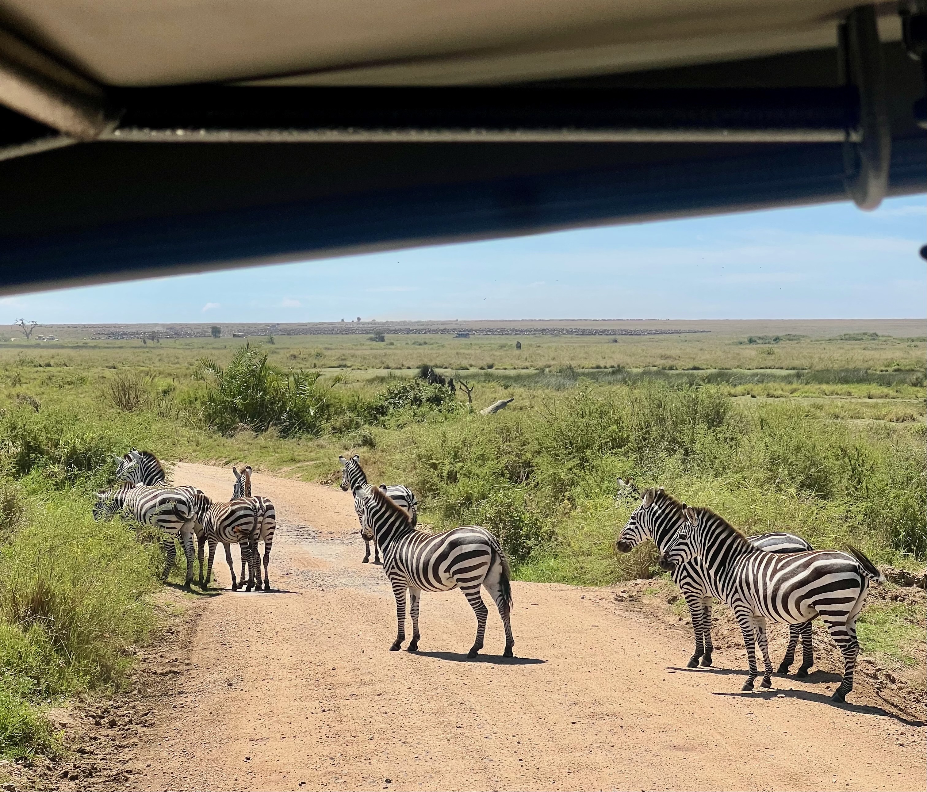 Приватное сафари 4 дня для двоих или семьи: Большая пятёрка и топ-парки Танзании (5/53)