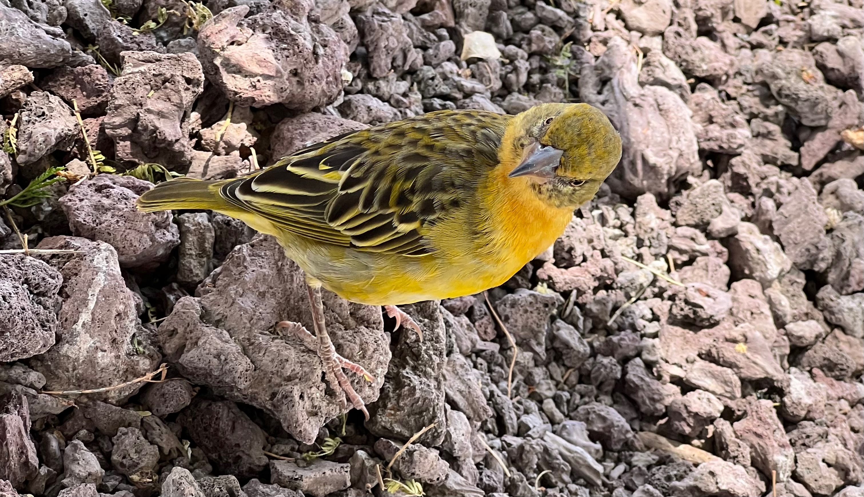 Приватное сафари 4 дня для двоих или семьи: Большая пятёрка и топ-парки Танзании (27/53)