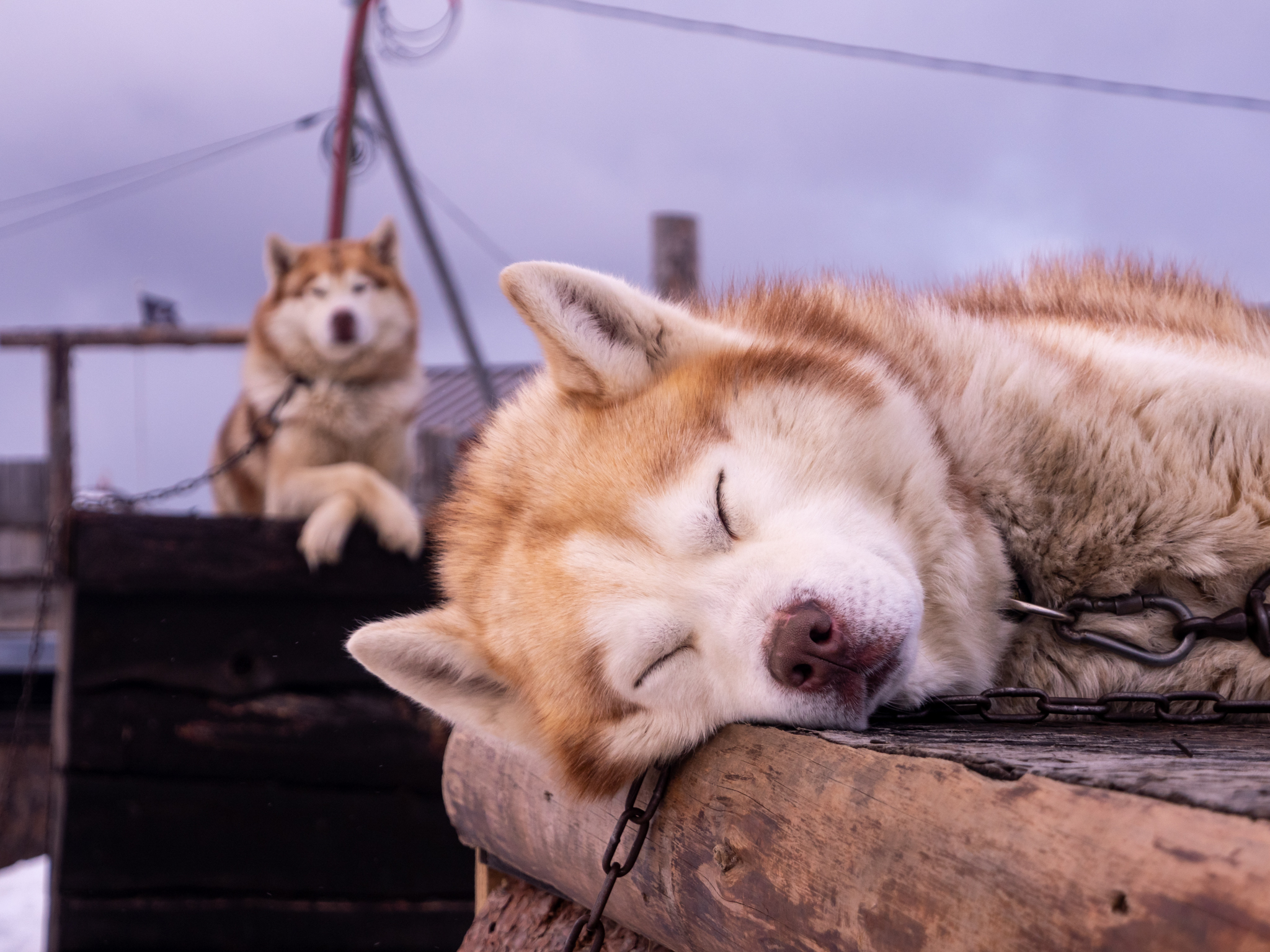 Териберка, Баренцево море и снегоходы вместе с фотографом (84/114)