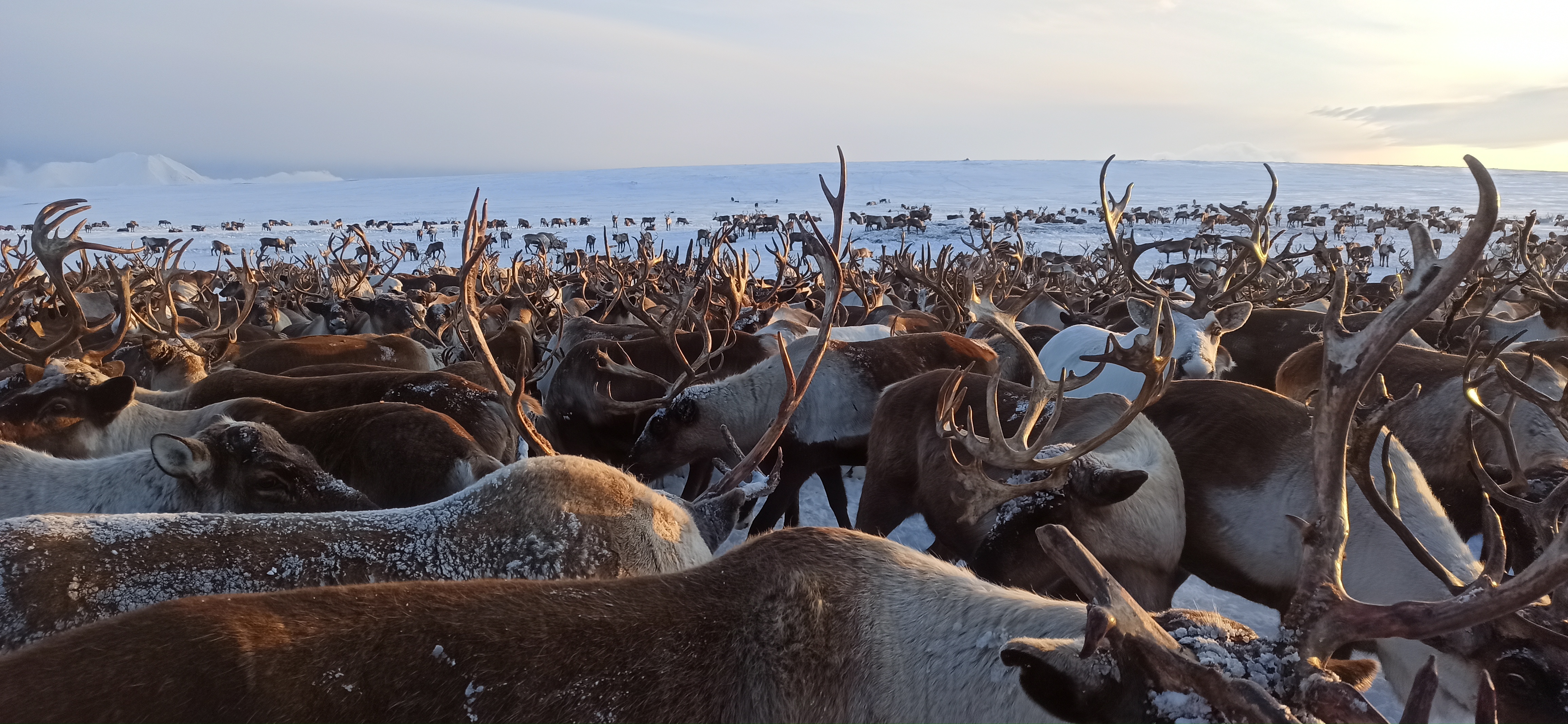 Эссо. В гости к оленеводу