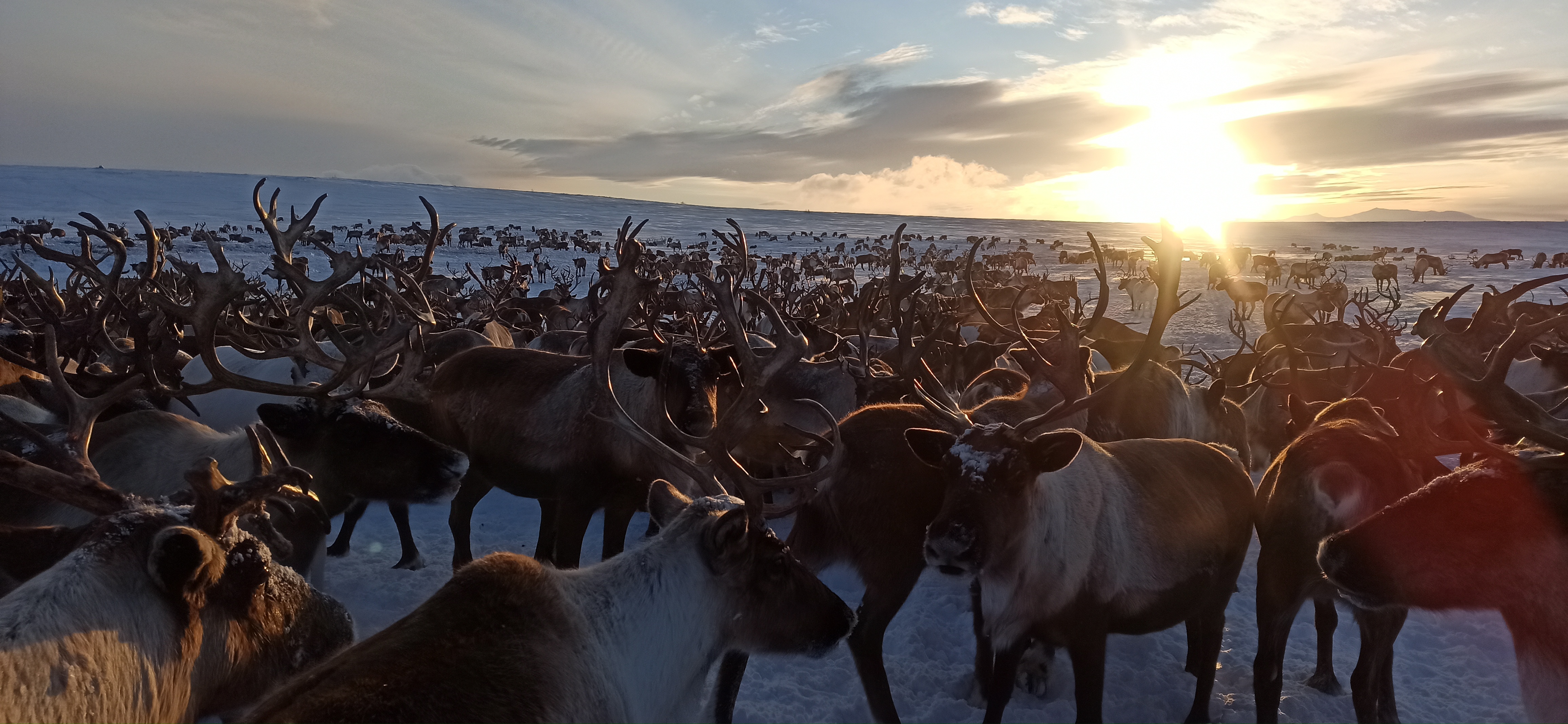 Эссо. В гости к оленеводу (5/15)