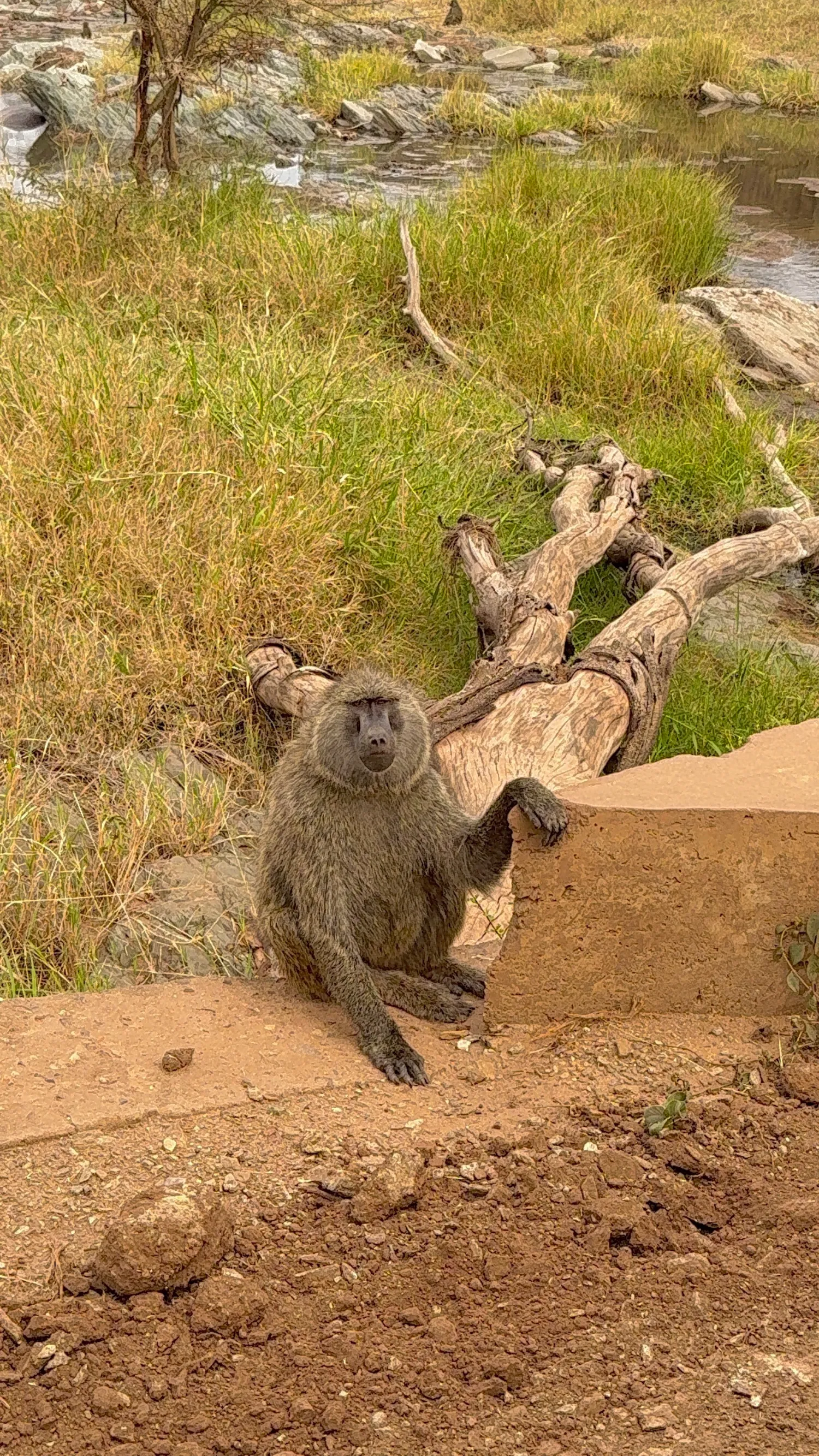 Приватное сафари 4 дня для двоих или семьи: Большая пятёрка и топ-парки Танзании (37/53)