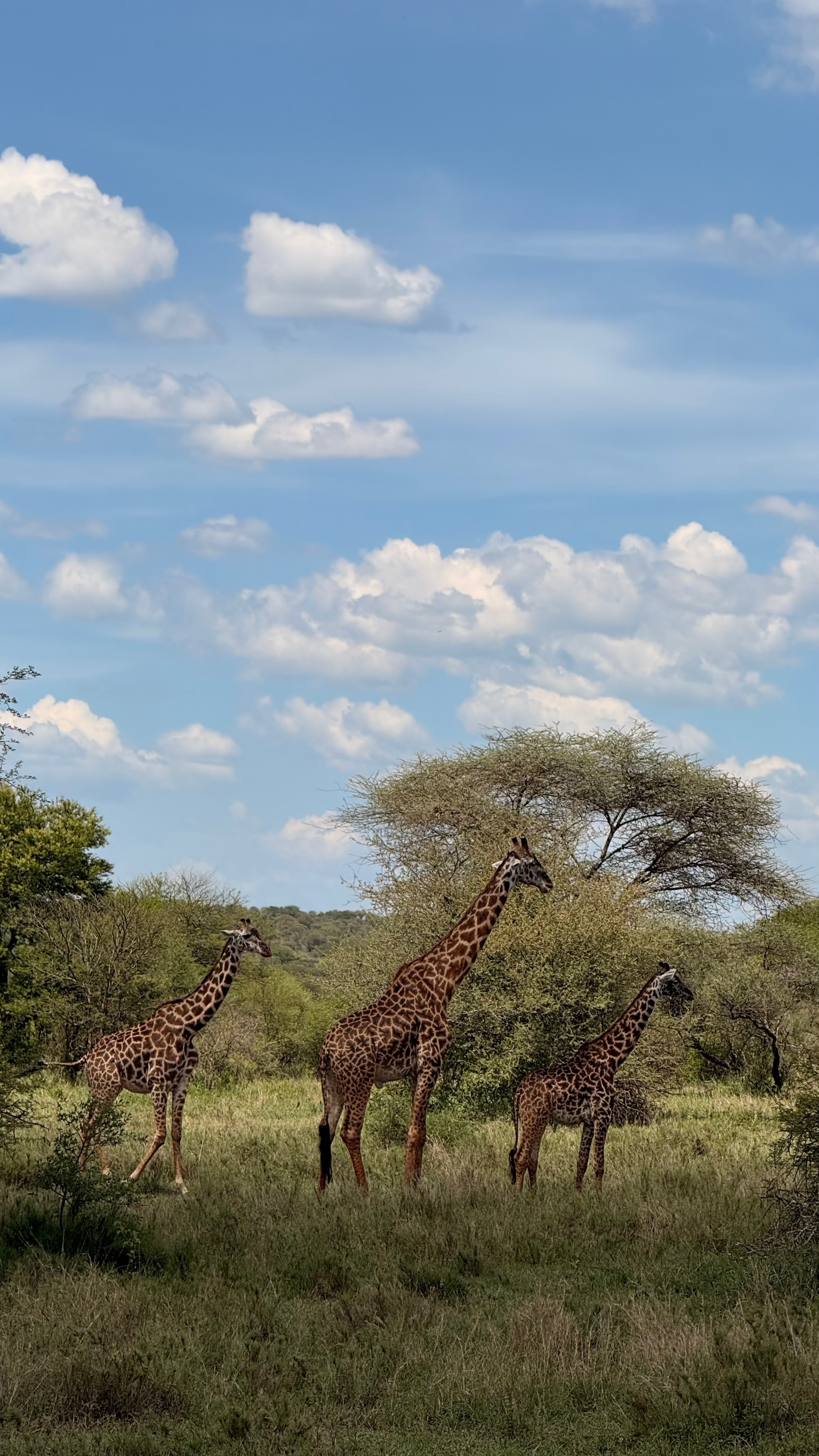 Приватное сафари 4 дня для двоих или семьи: Большая пятёрка и топ-парки Танзании (17/53)