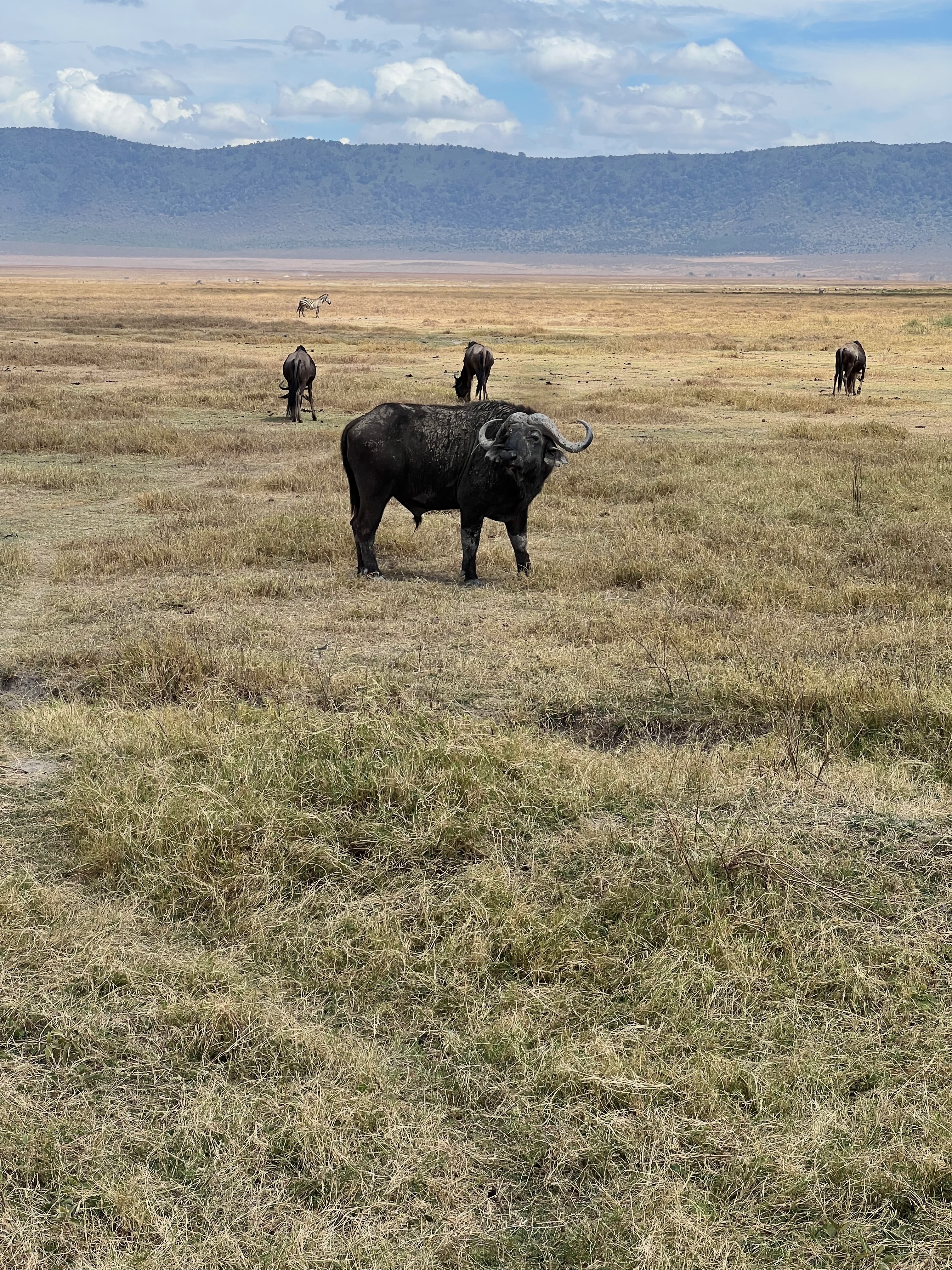 Приватное сафари 4 дня для двоих или семьи: Большая пятёрка и топ-парки Танзании (26/53)