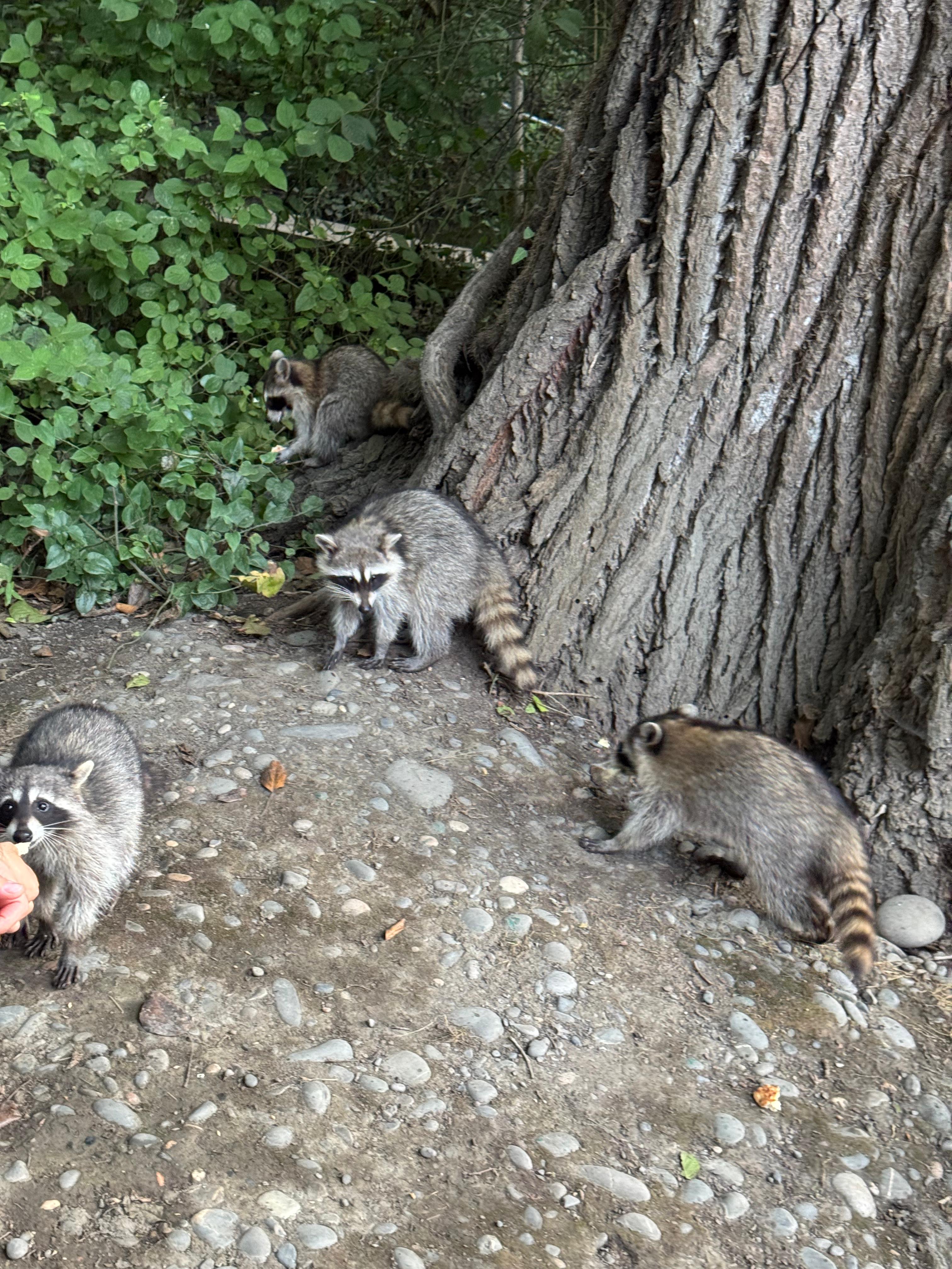 Самурский лес со звездой Гастротур Дагестан