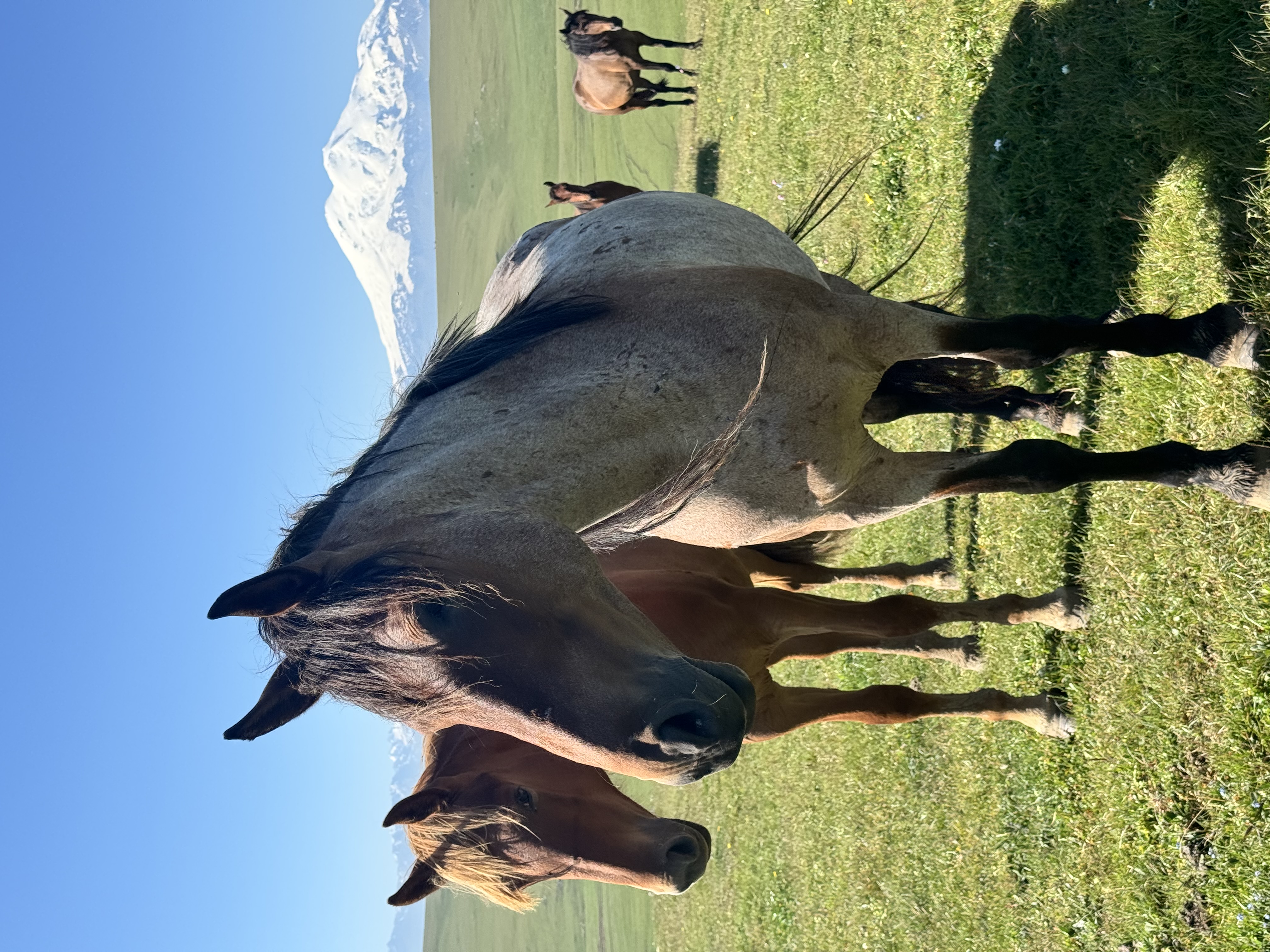 Индивидуальный тур на плато Бермамыт в компании собаки Панды (7/11)