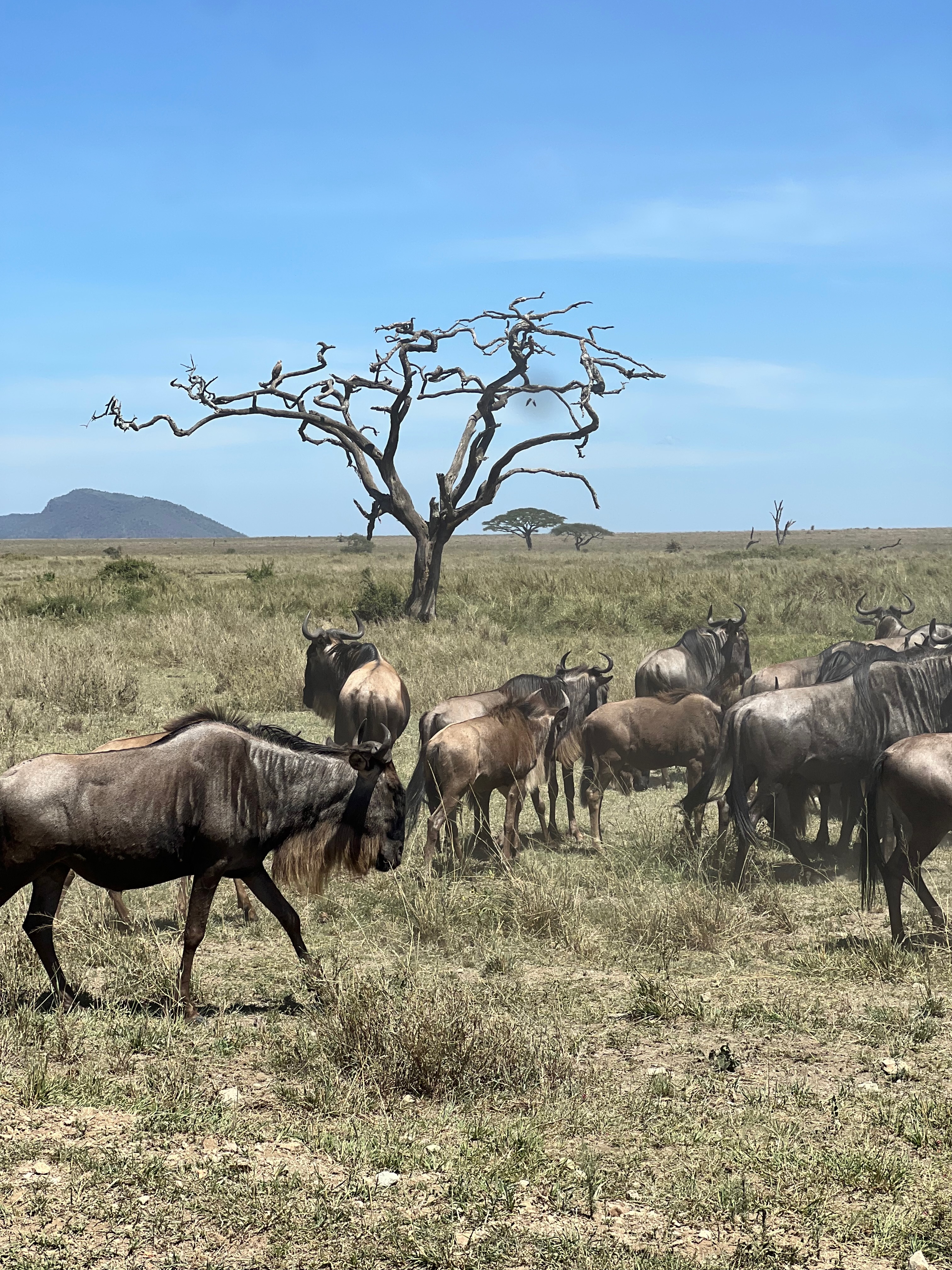 Приватное сафари 4 дня для двоих или семьи: Большая пятёрка и топ-парки Танзании (31/53)