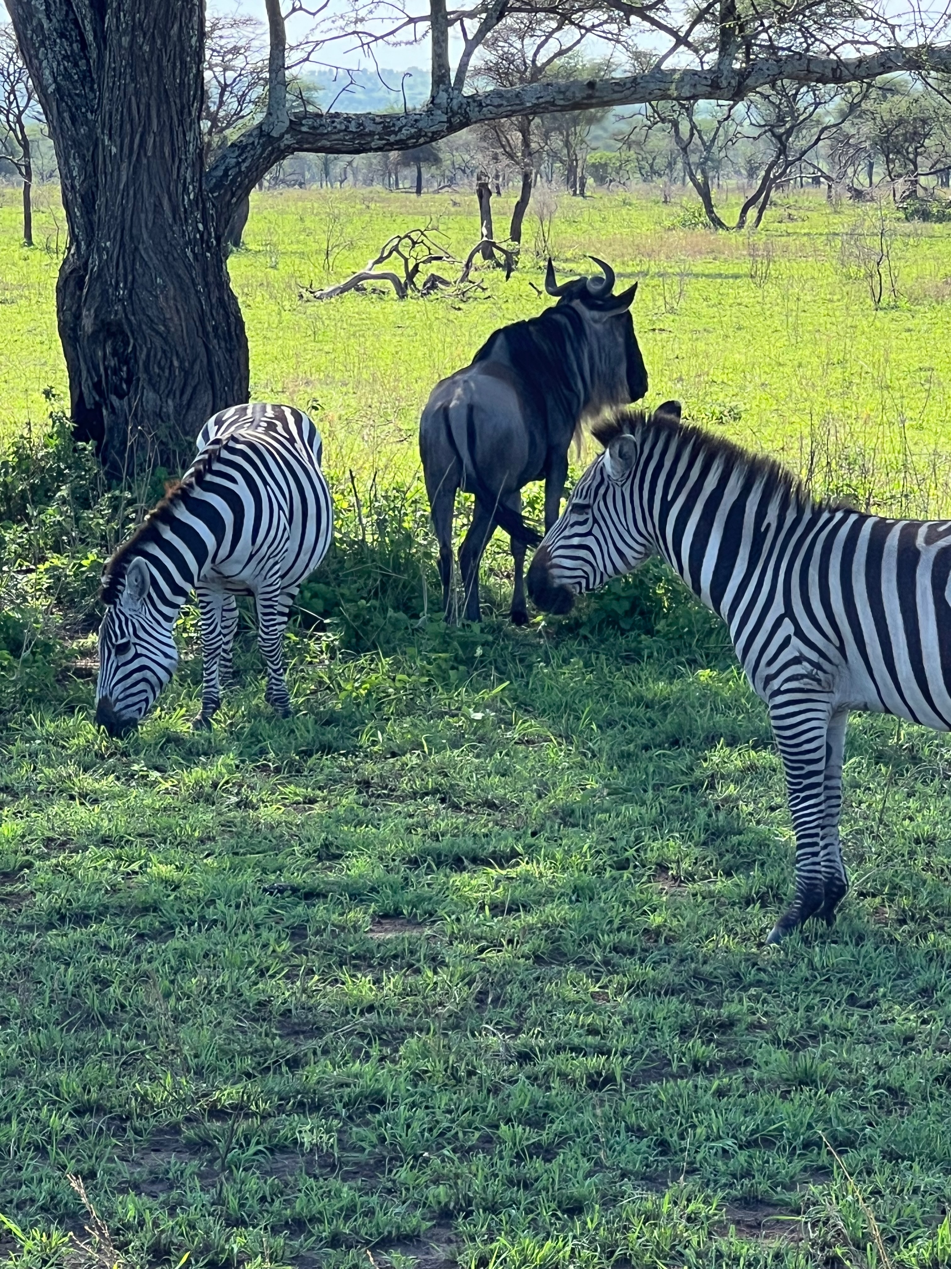 Приватное сафари 4 дня для двоих или семьи: Большая пятёрка и топ-парки Танзании (32/53)