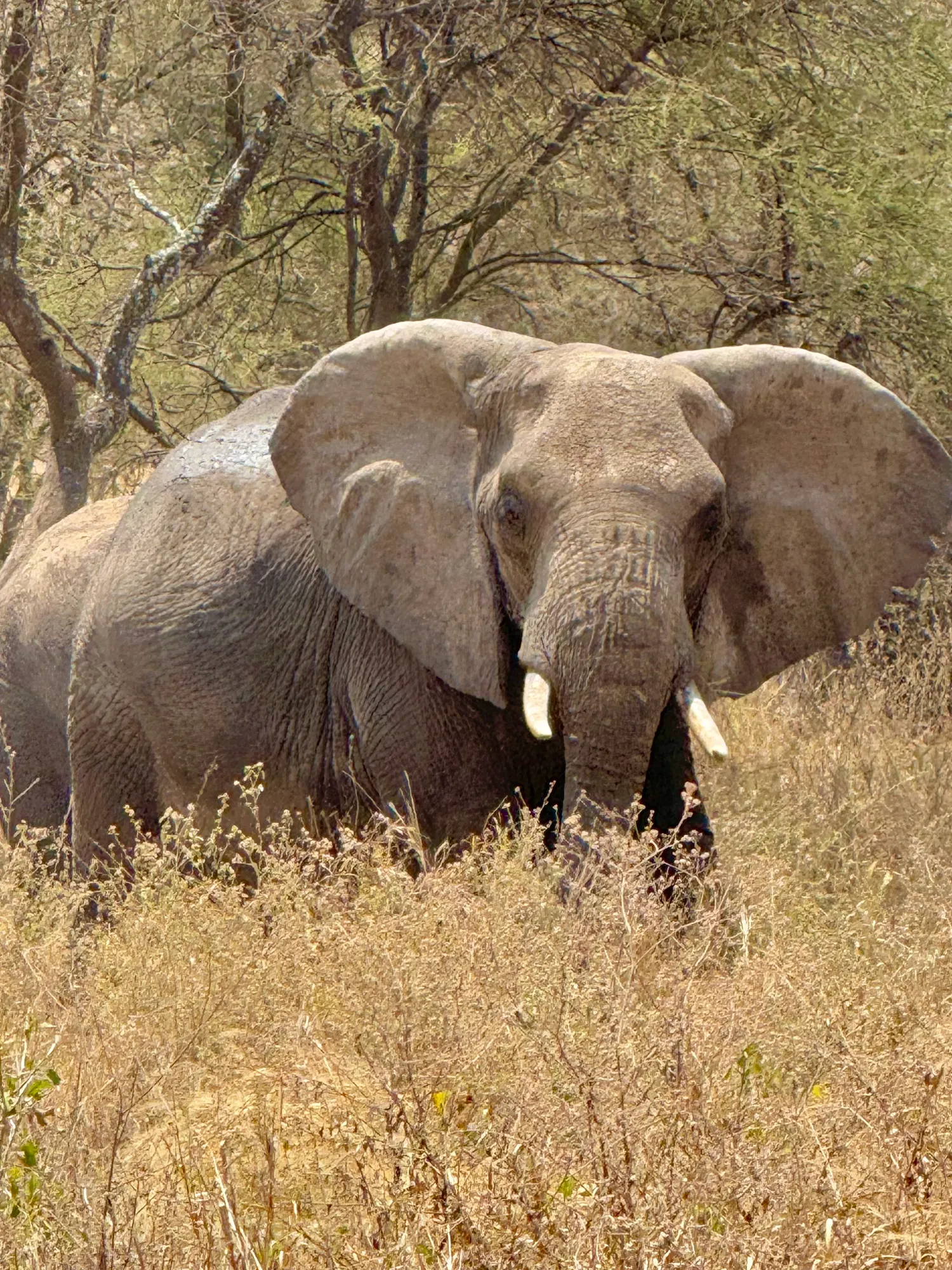 Приватное сафари 4 дня для двоих или семьи: Большая пятёрка и топ-парки Танзании (40/53)