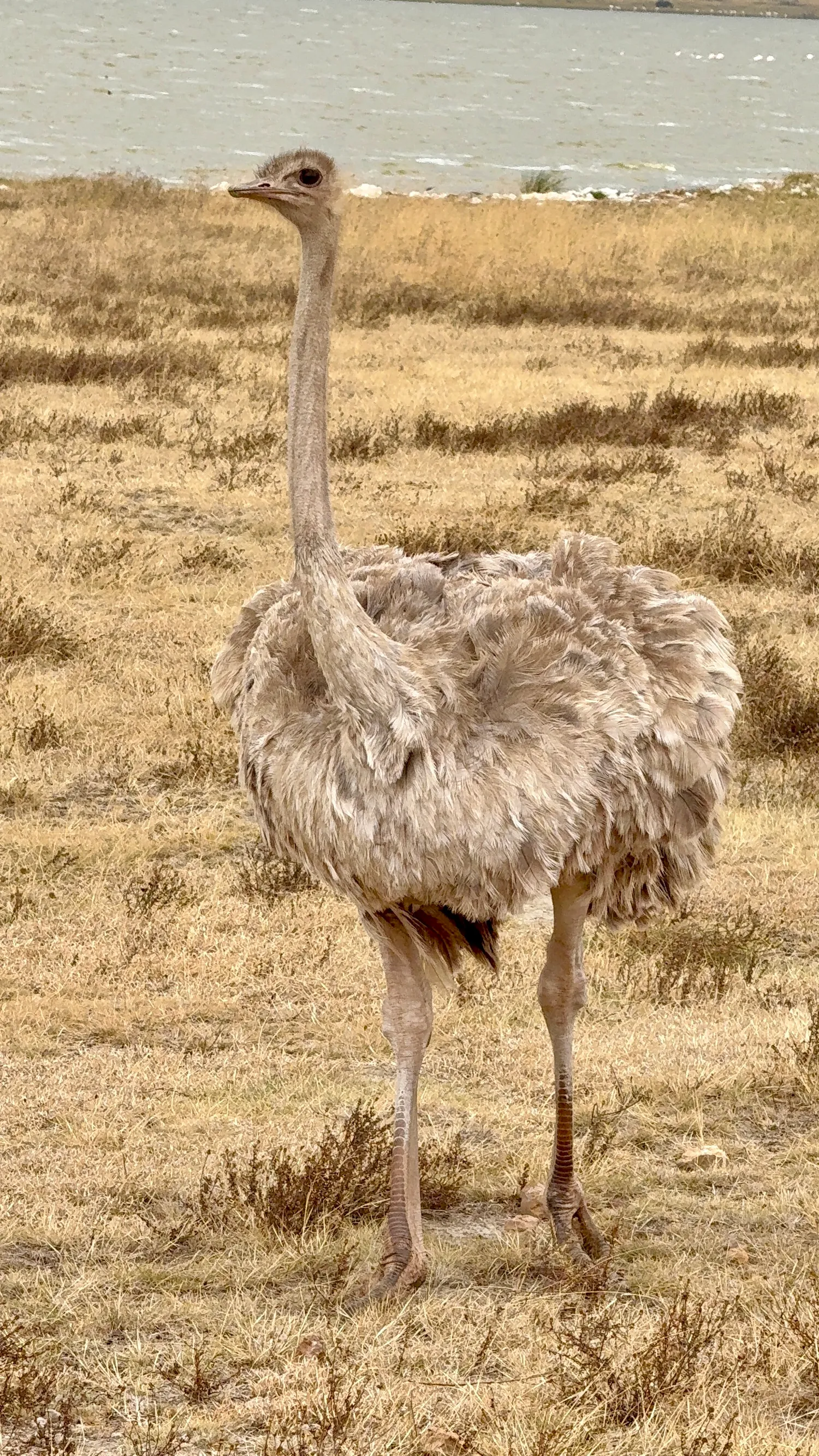 Приватное сафари 4 дня для двоих или семьи: Большая пятёрка и топ-парки Танзании (39/53)