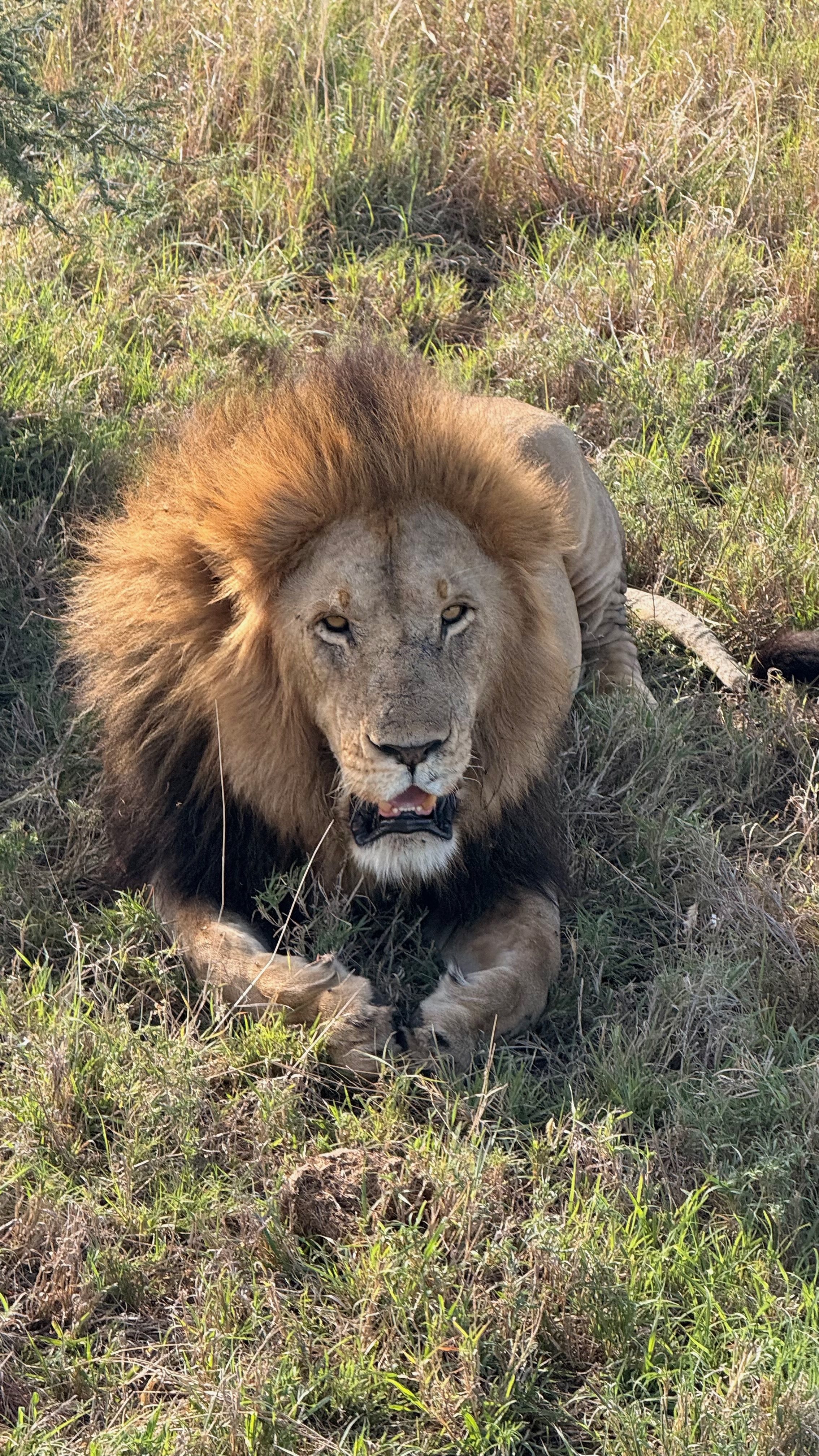 Приватное сафари 4 дня для двоих или семьи: Большая пятёрка и топ-парки Танзании