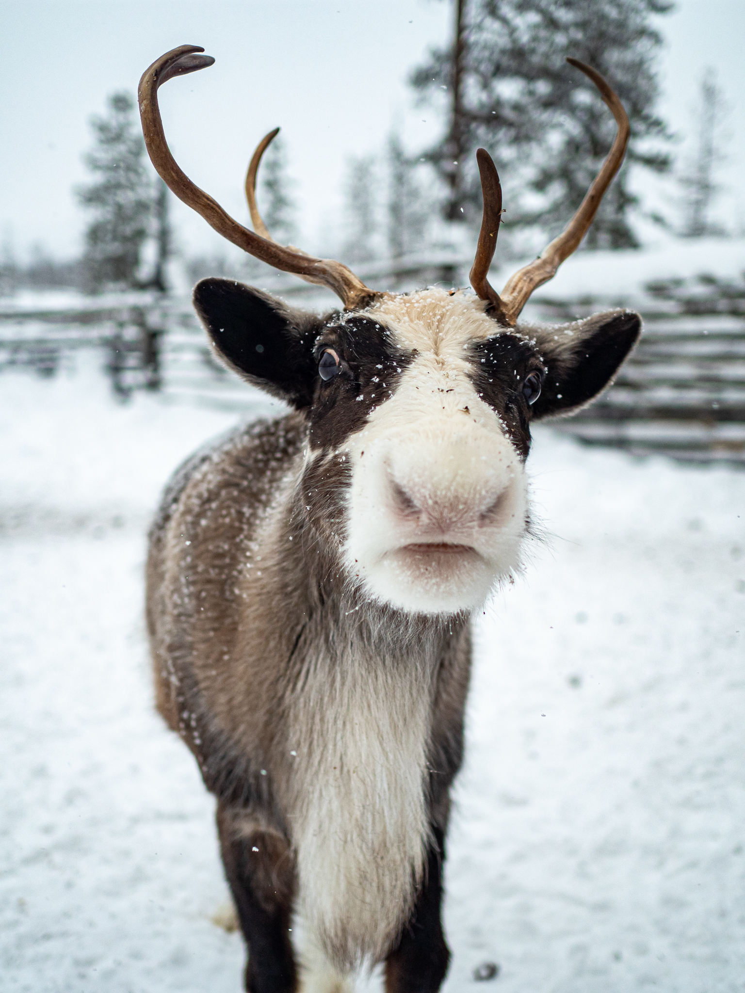 Териберка, Баренцево море и снегоходы вместе с фотографом (38/114)