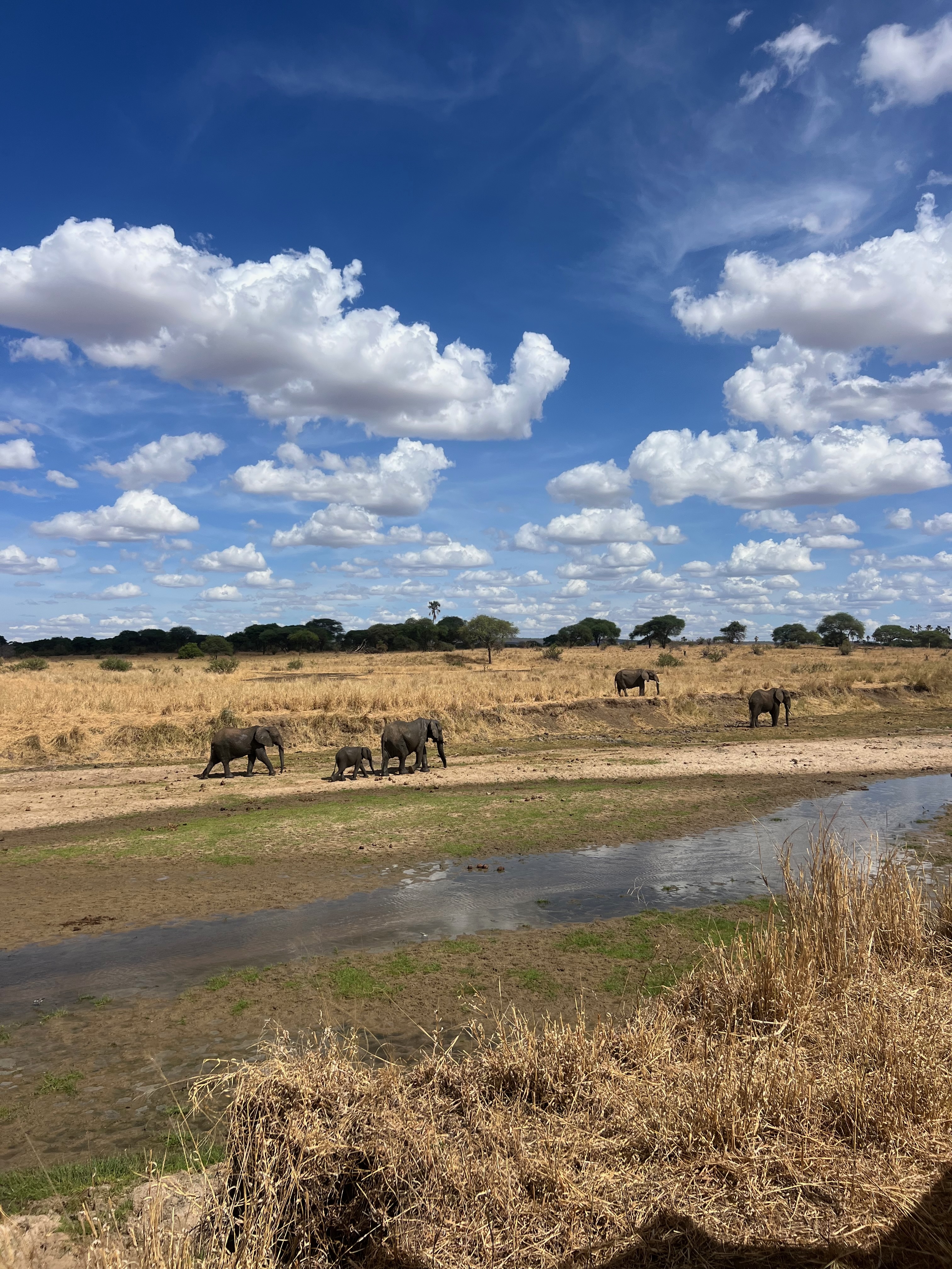 Приватное сафари 4 дня для двоих или семьи: Большая пятёрка и топ-парки Танзании (6/53)