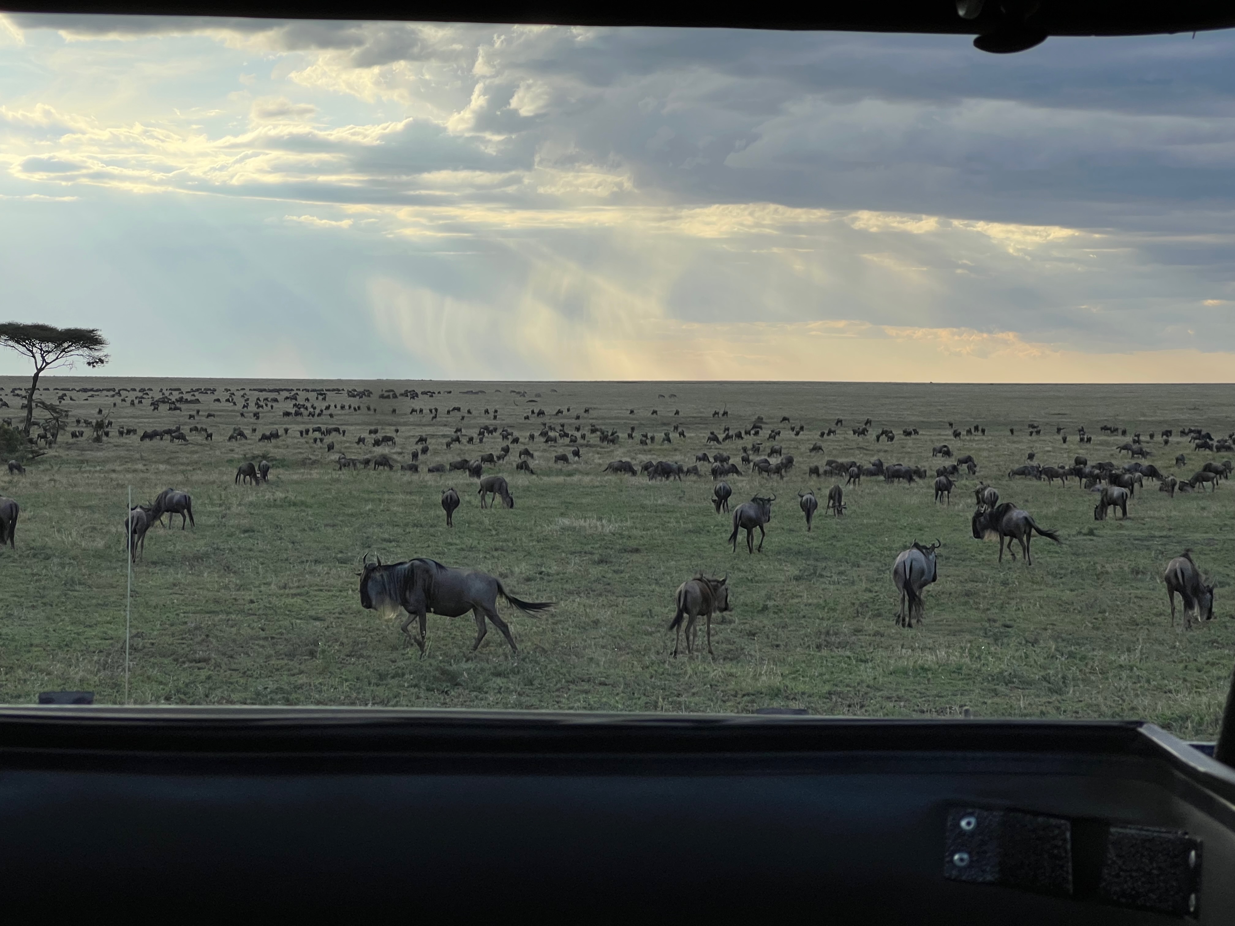 Приватное сафари 4 дня для двоих или семьи: Большая пятёрка и топ-парки Танзании (18/53)