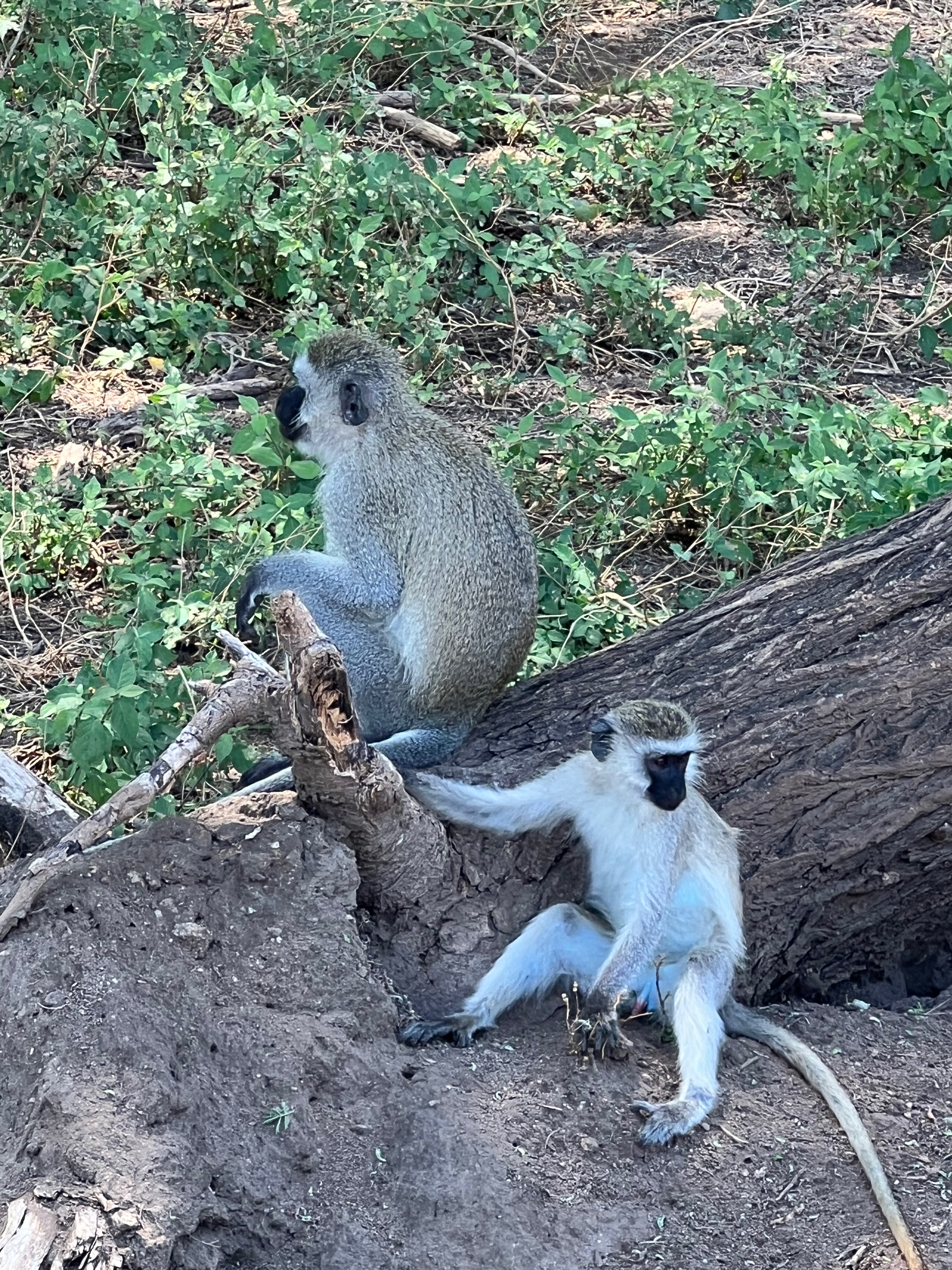 Приватное сафари 4 дня для двоих или семьи: Большая пятёрка и топ-парки Танзании (33/53)