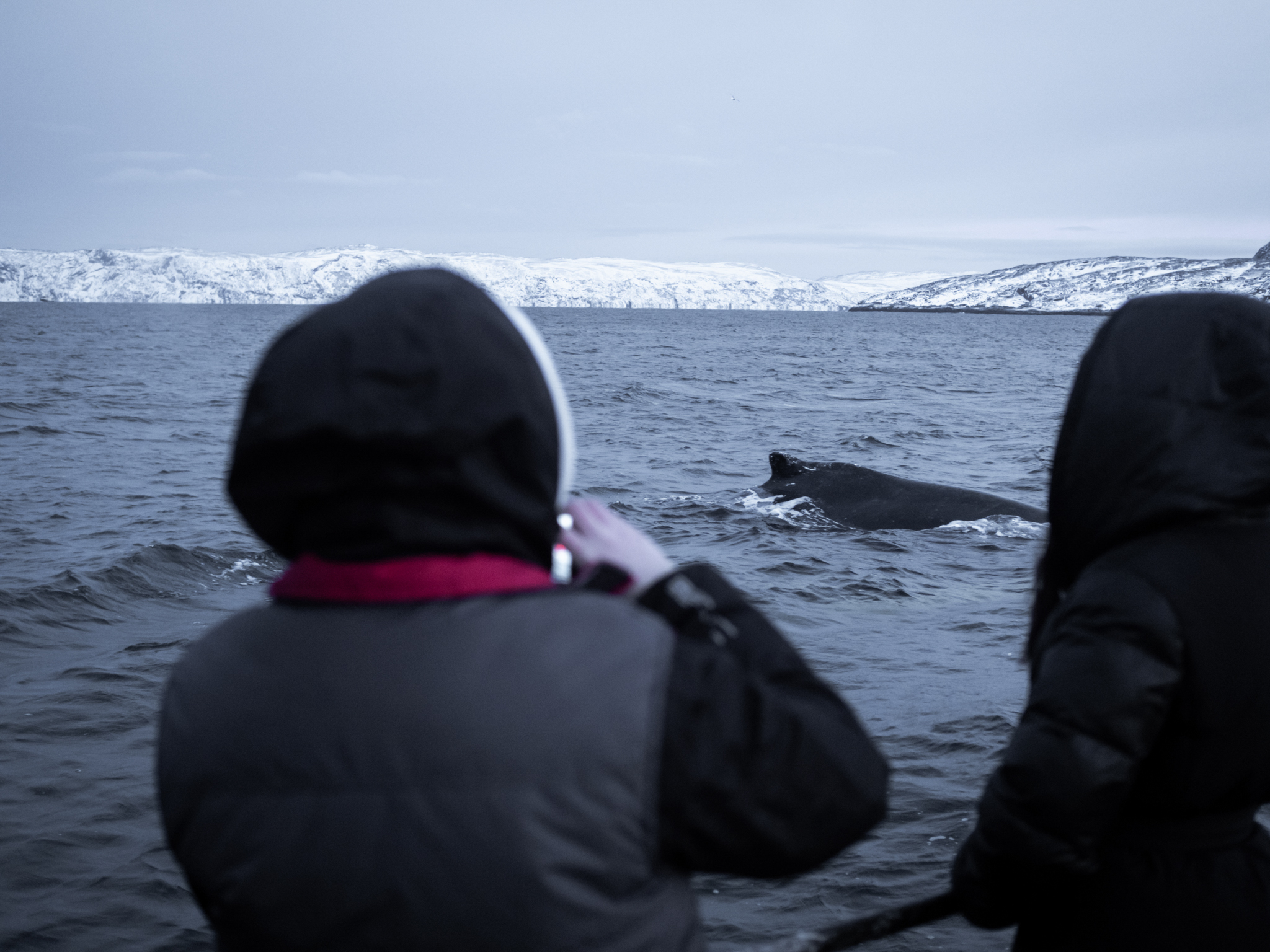 Индивидуальная фотосессия-экскурсия в Териберке (19/238)