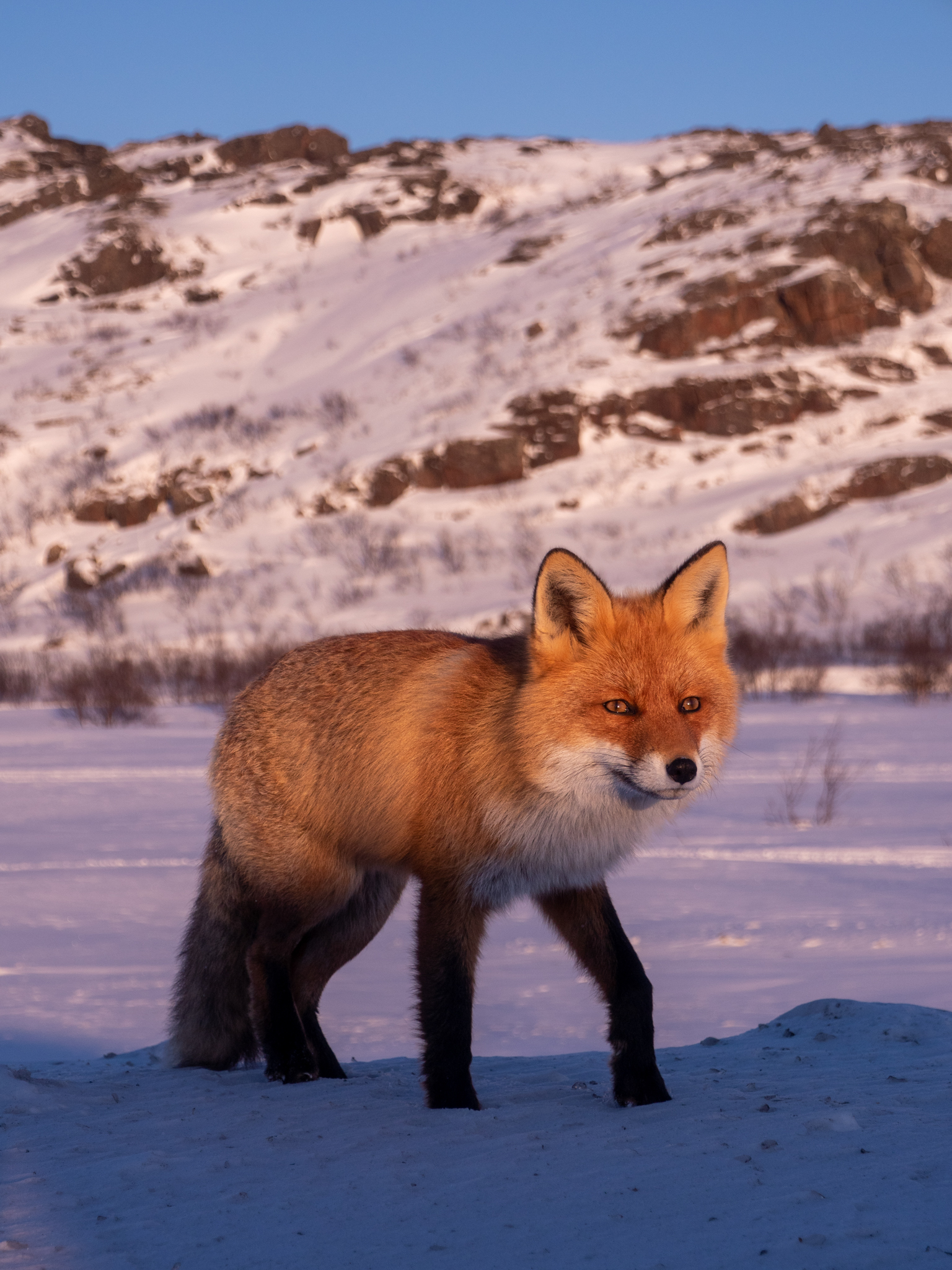 Индивидуальная фотосессия-экскурсия в Териберке (197/238)