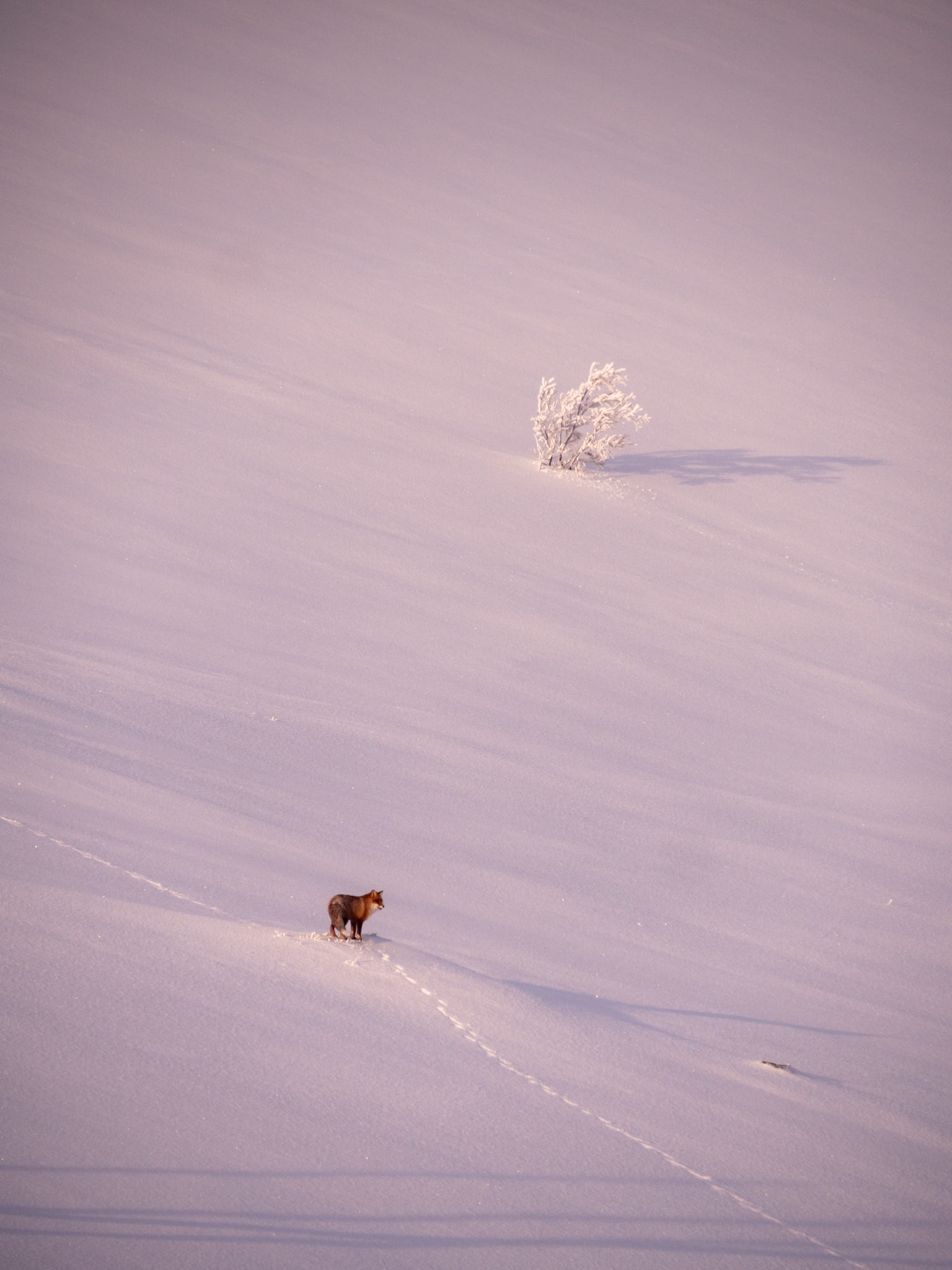 Индивидуальная фотосессия-экскурсия в Териберке (155/238)