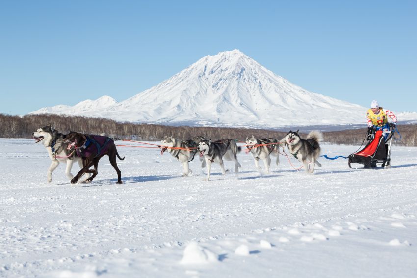 Коренные народы и собачьи упряжки