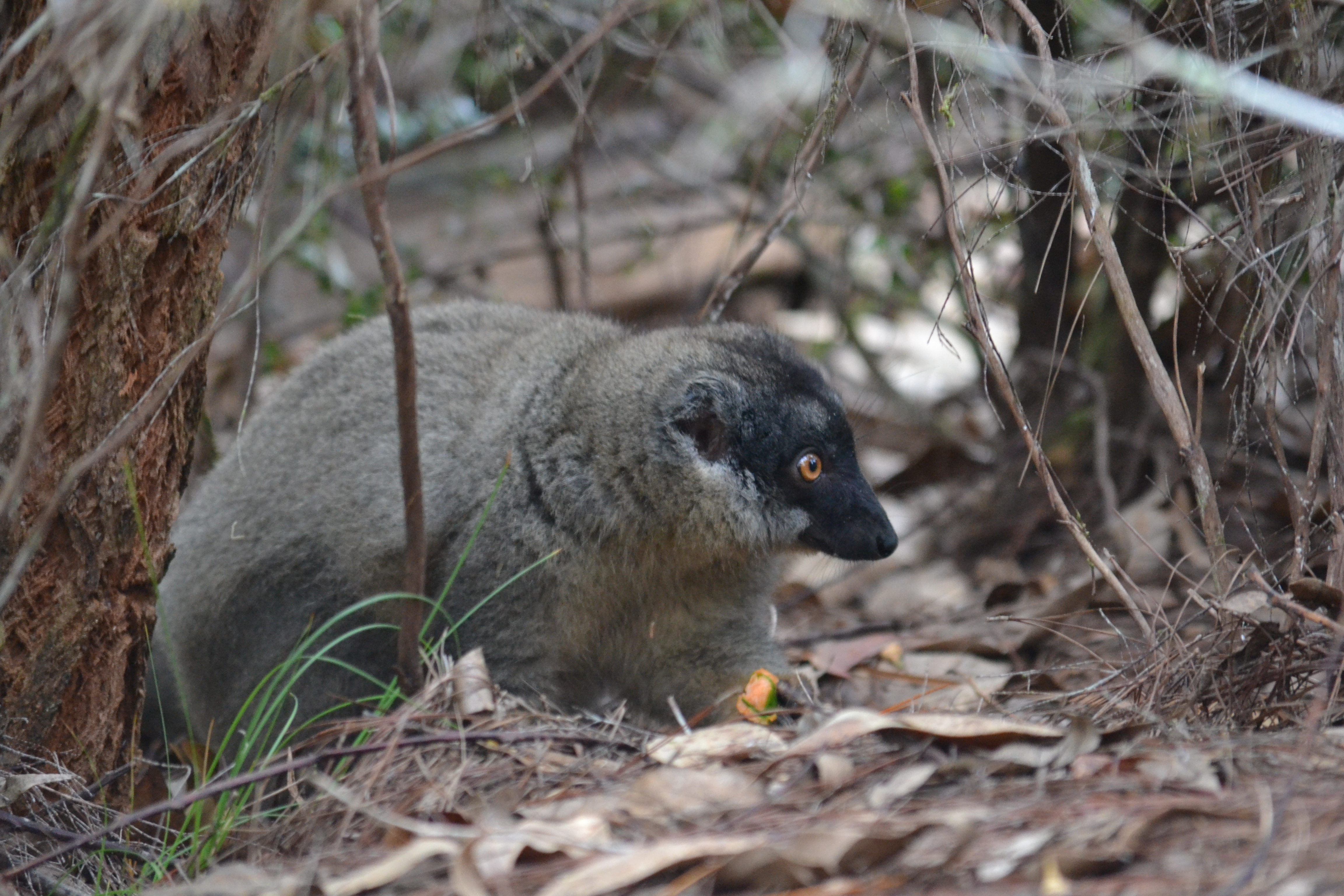 7 дней Экспедиция в тропические леса Восточного Мадагаскара (38/57)