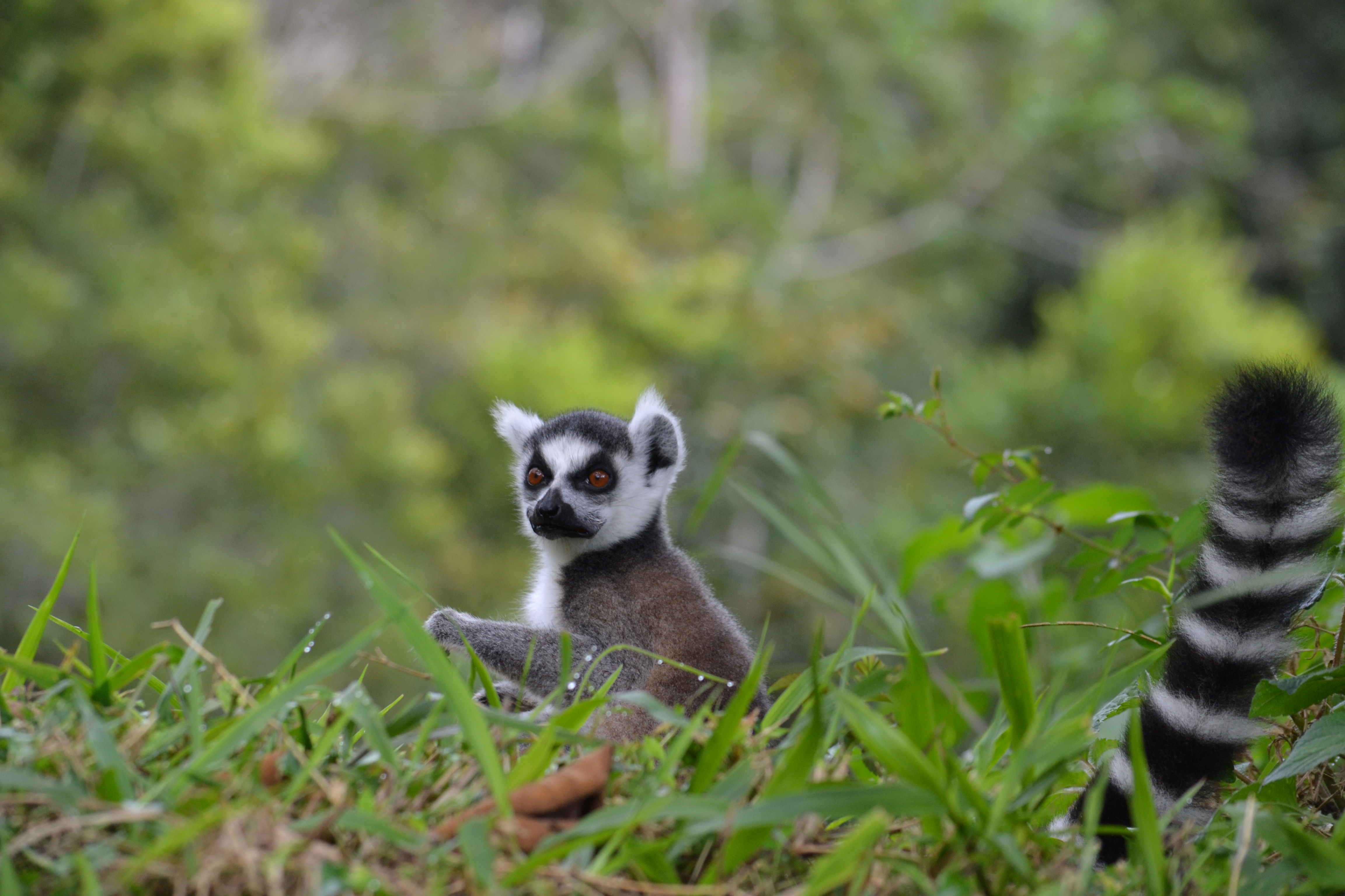 7 дней Экспедиция в тропические леса Восточного Мадагаскара (21/57)