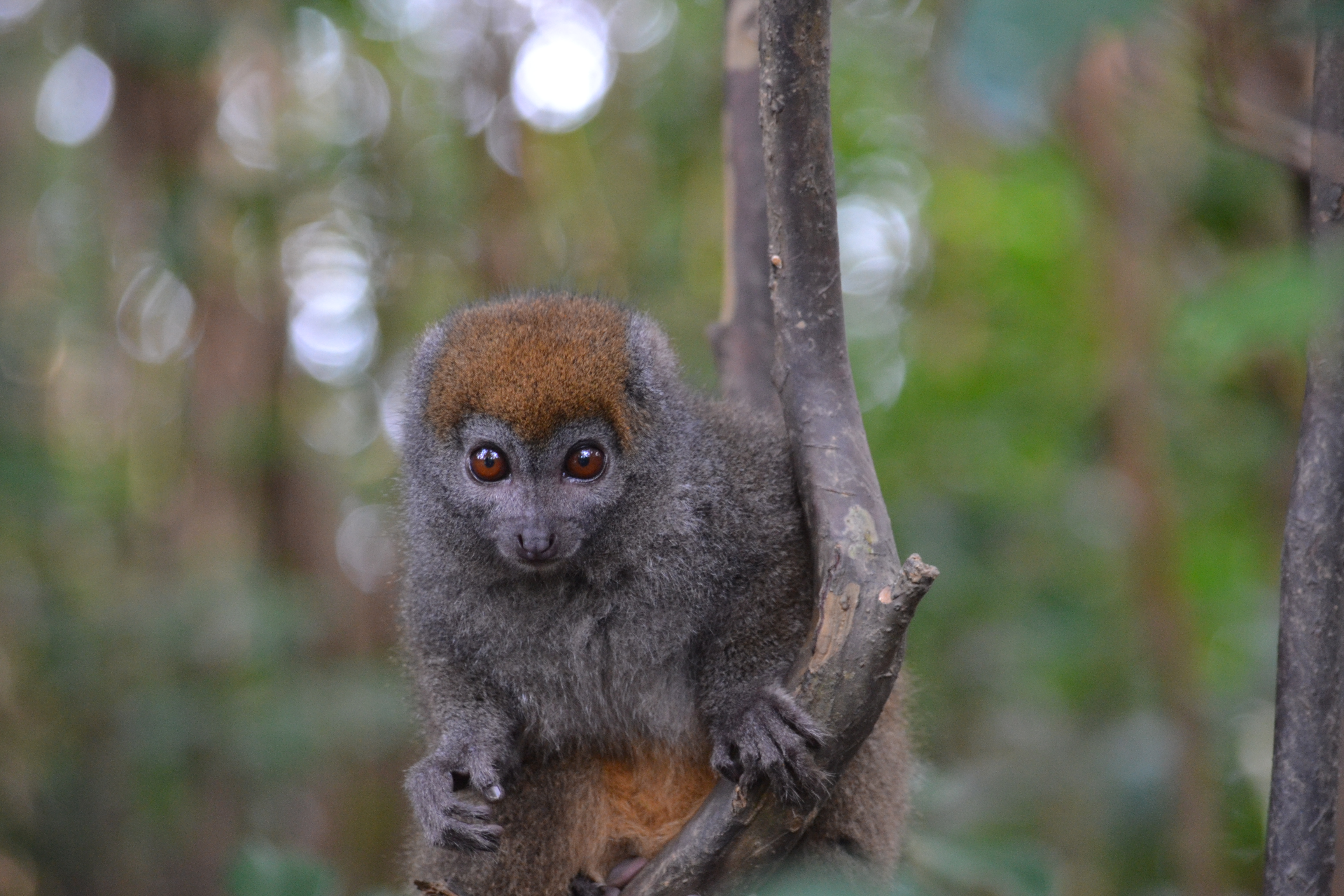7 дней Экспедиция в тропические леса Восточного Мадагаскара (16/57)
