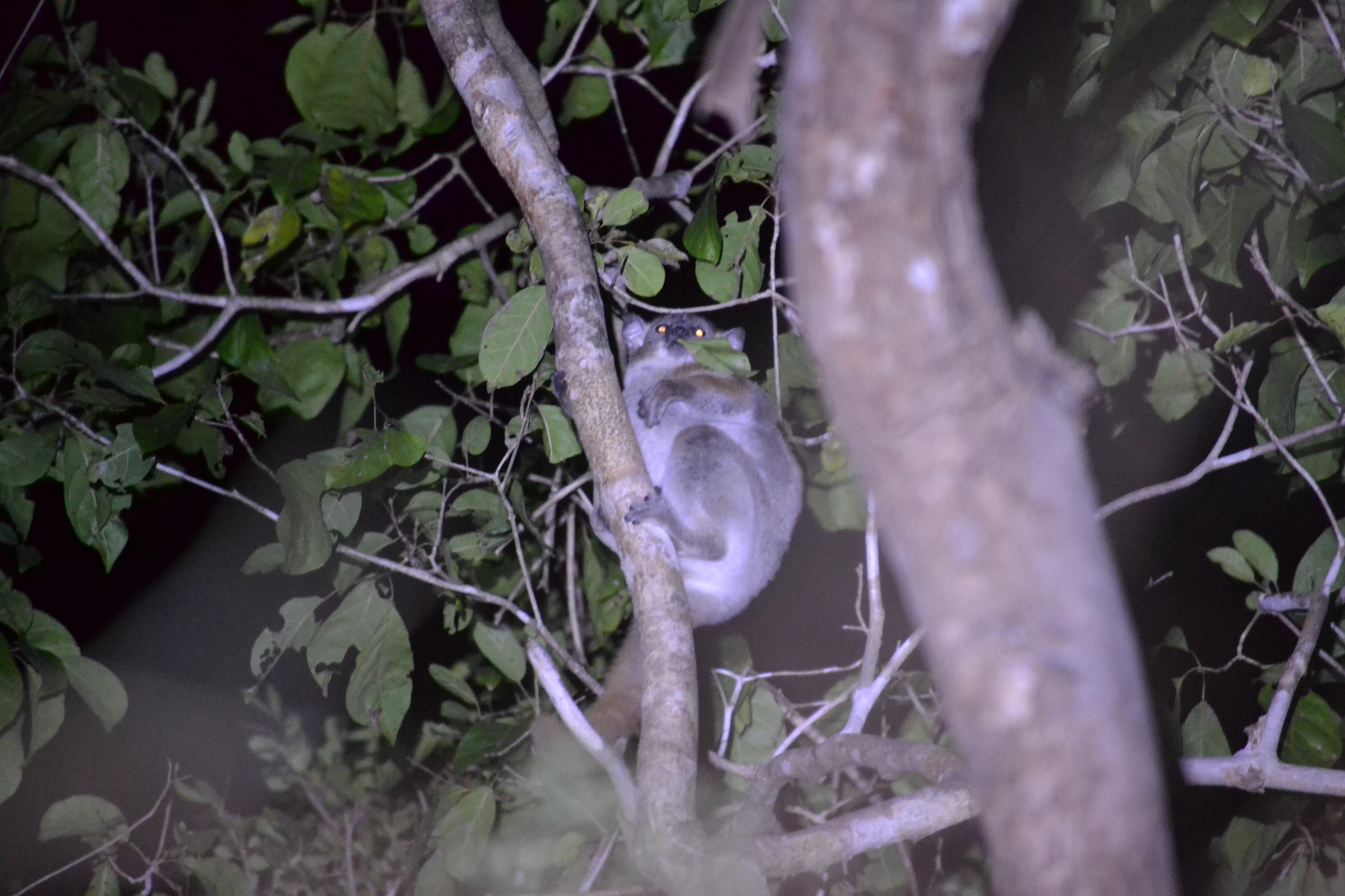 7 дней Экспедиция в тропические леса Восточного Мадагаскара (13/57)