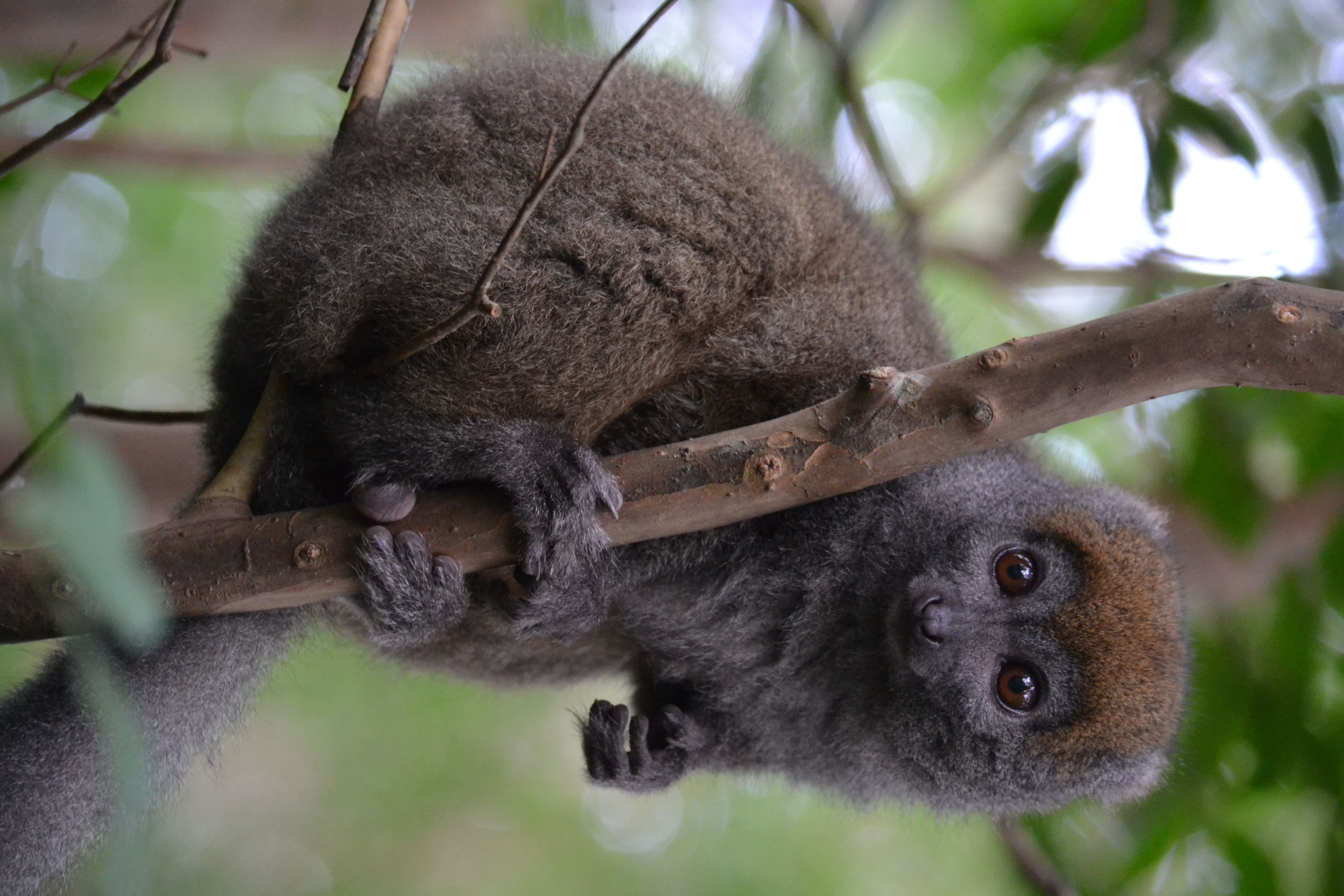 7 дней Экспедиция в тропические леса Восточного Мадагаскара (17/57)