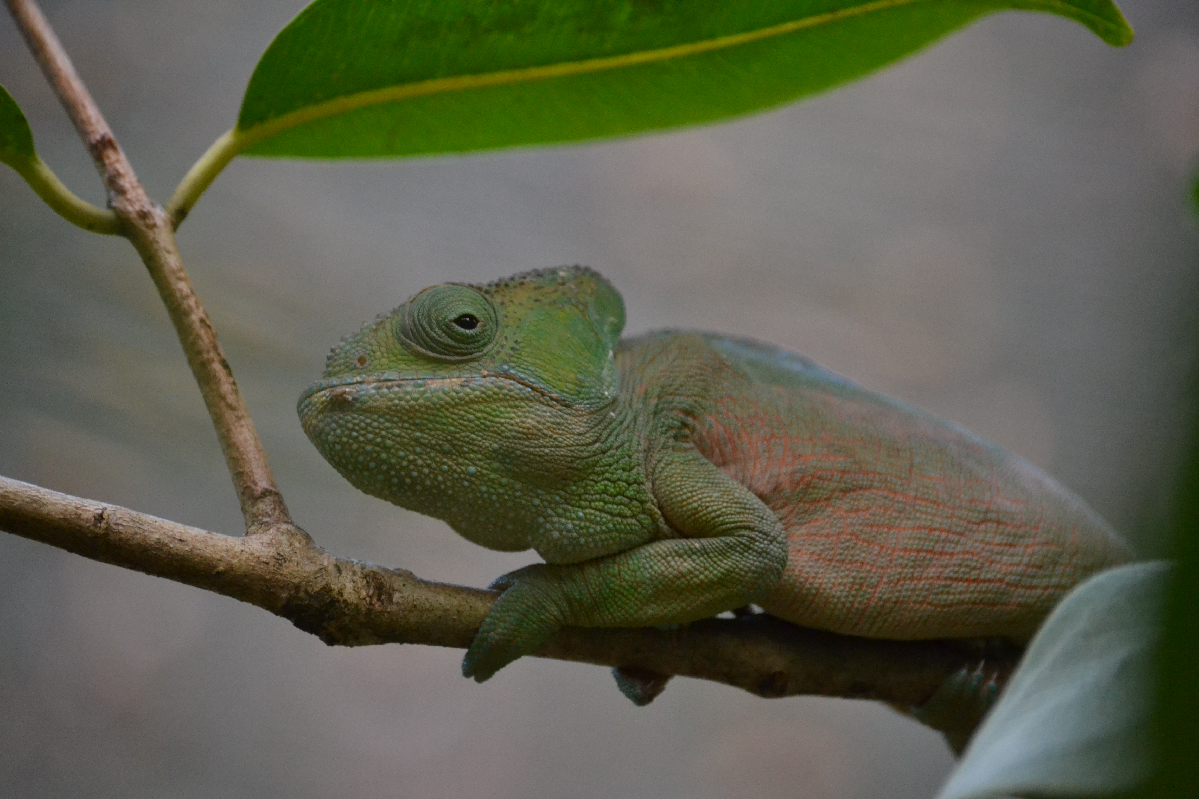 7 дней Экспедиция в тропические леса Восточного Мадагаскара (36/57)